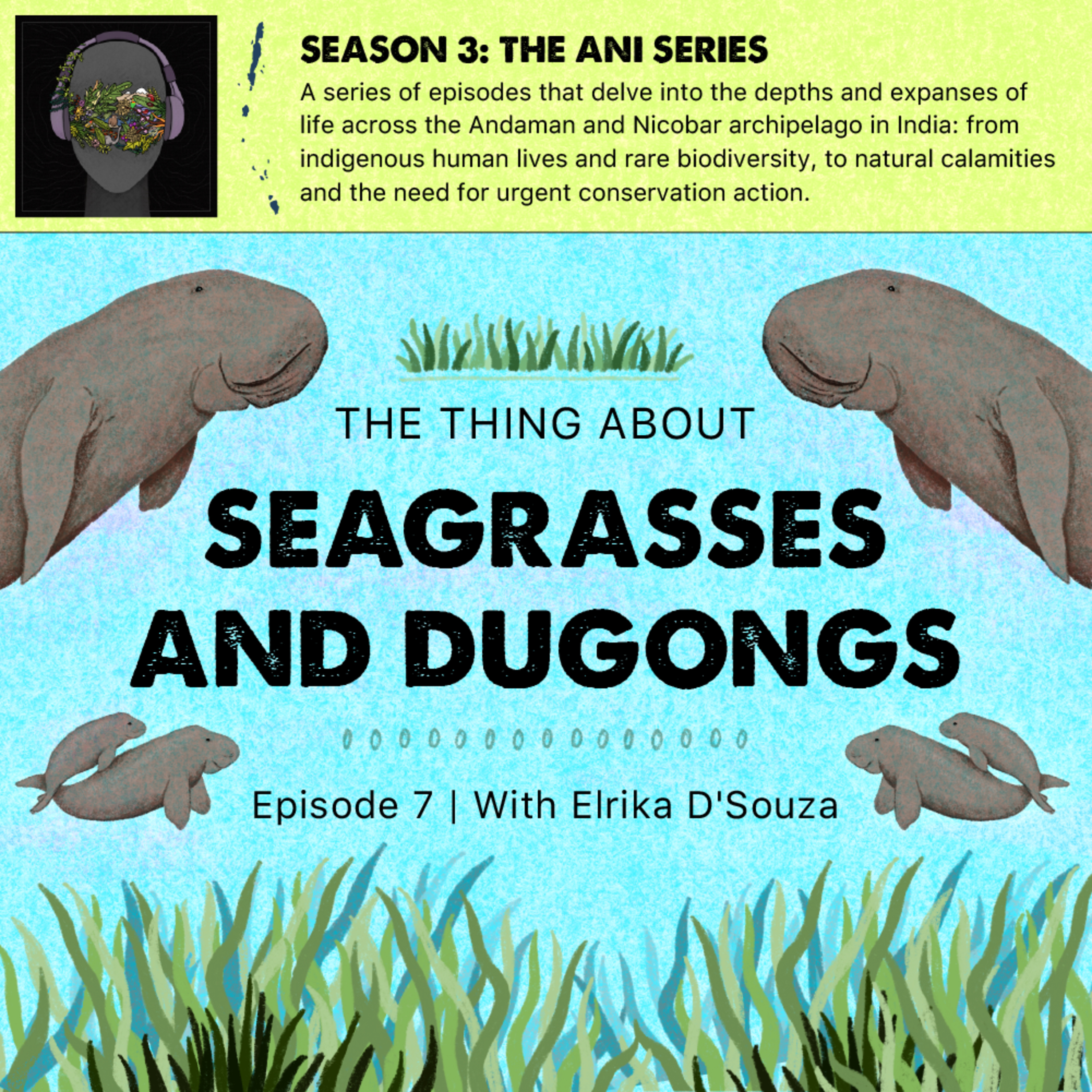 #37 The Thing About Seagrasses and Dugongs