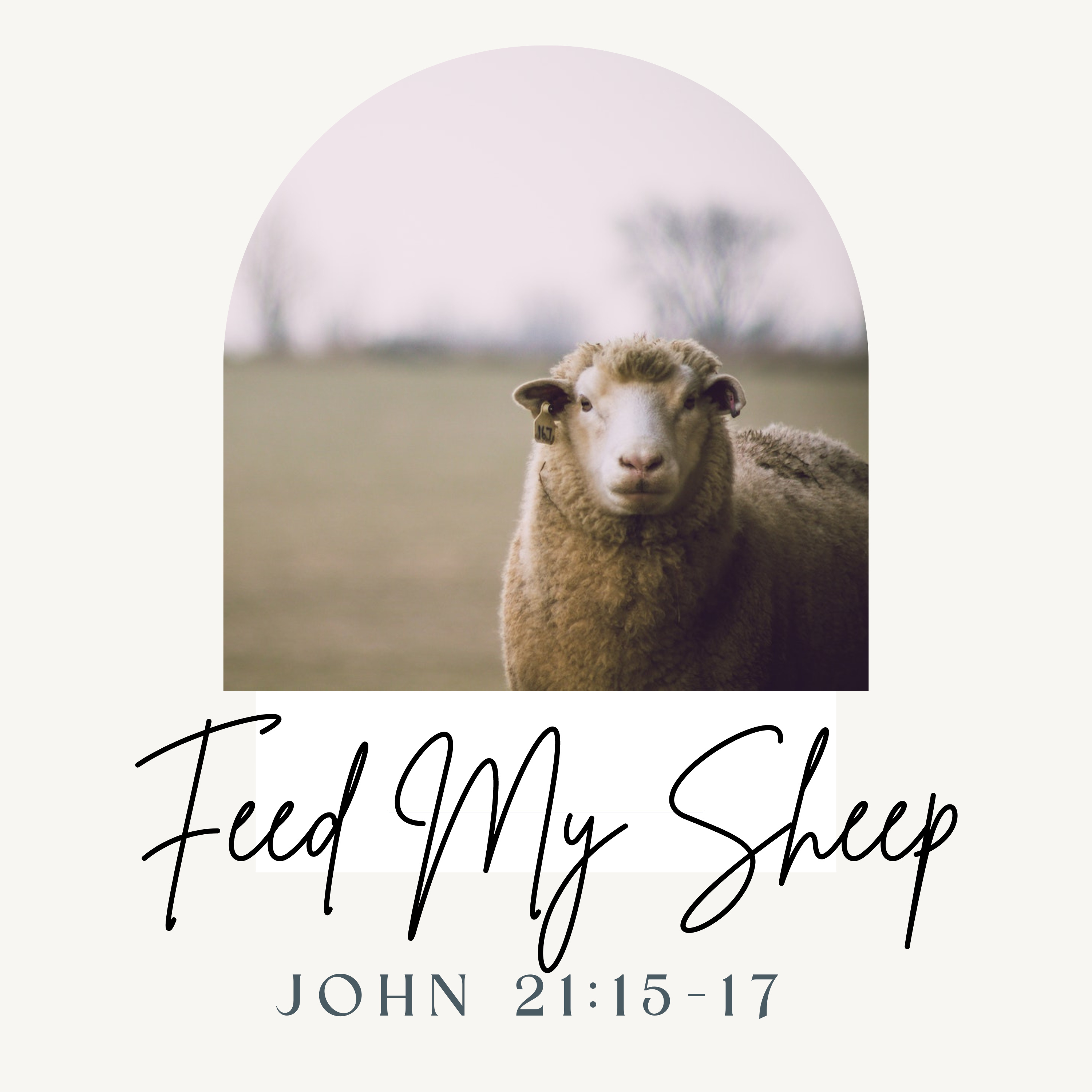 John 21:15-17 // Feed My Sheep episode artwork