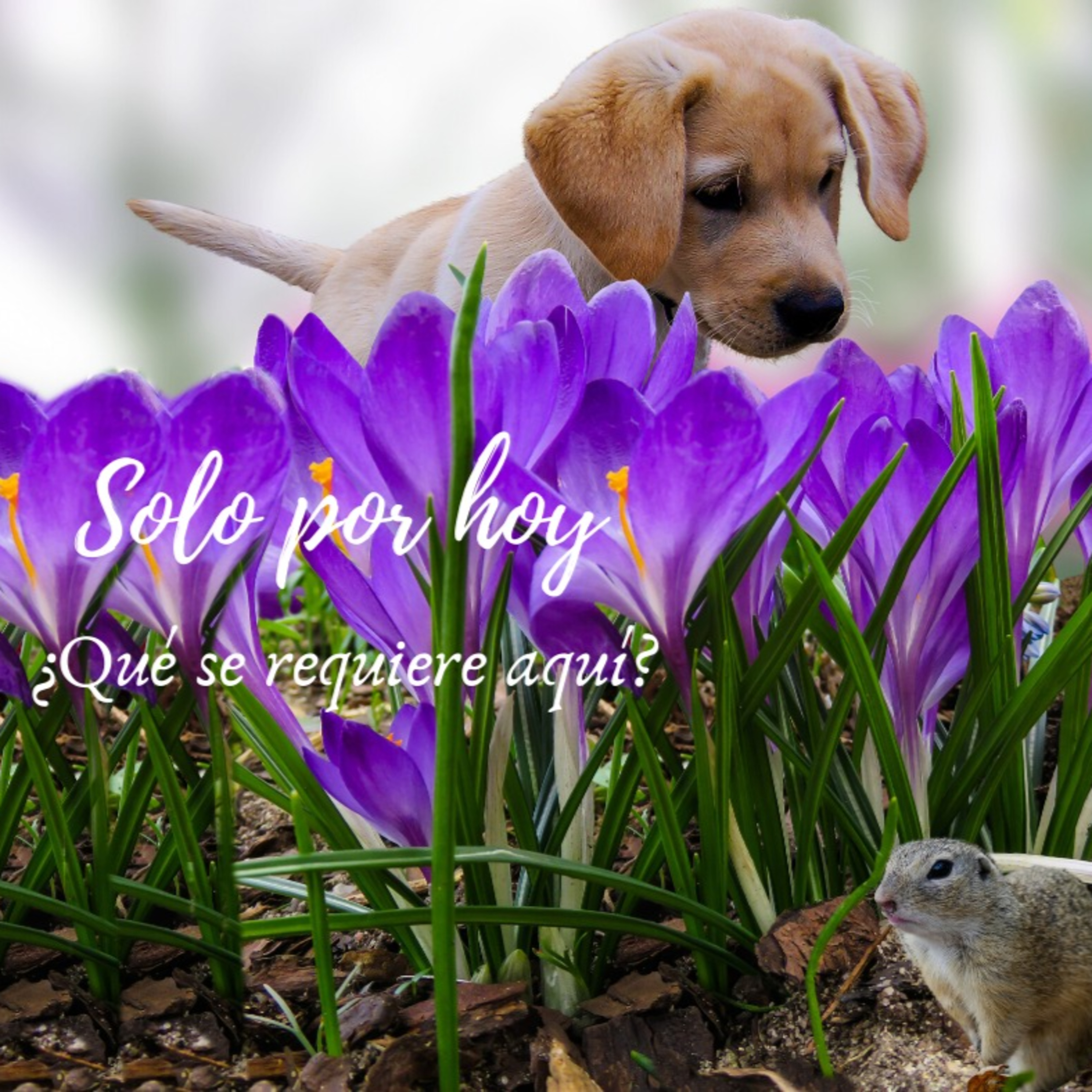 Audios Solo por hoy