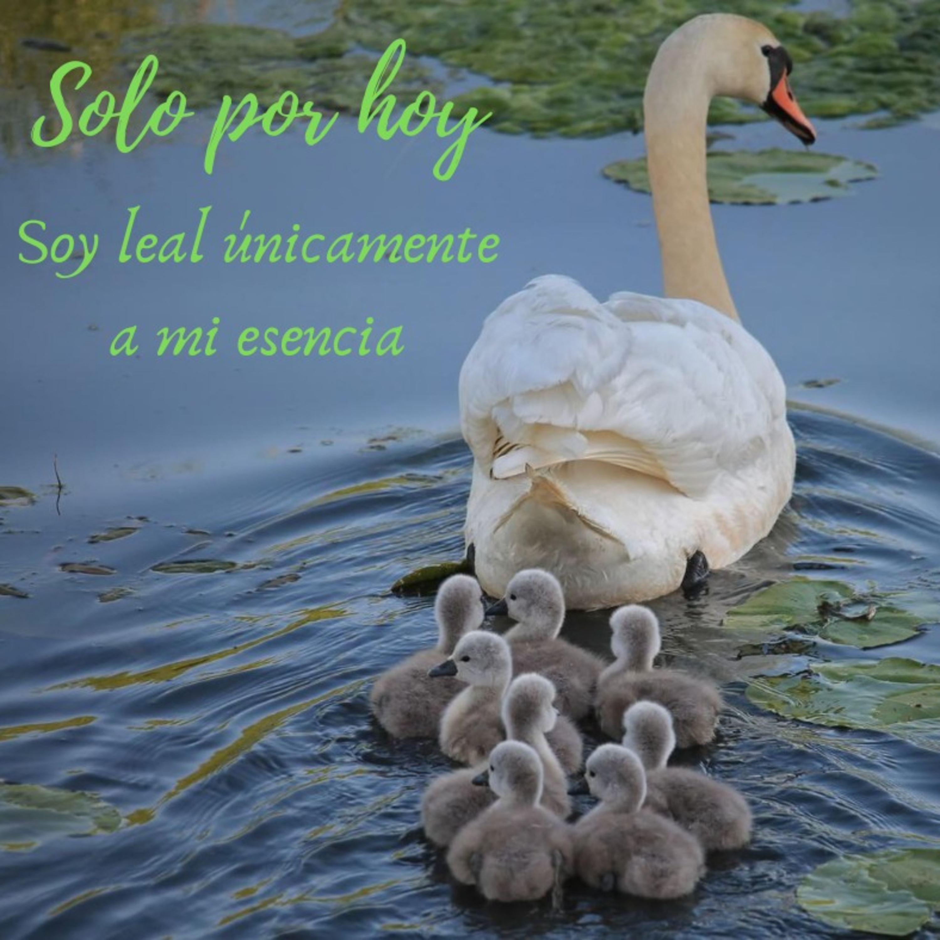 Audios Solo por hoy
