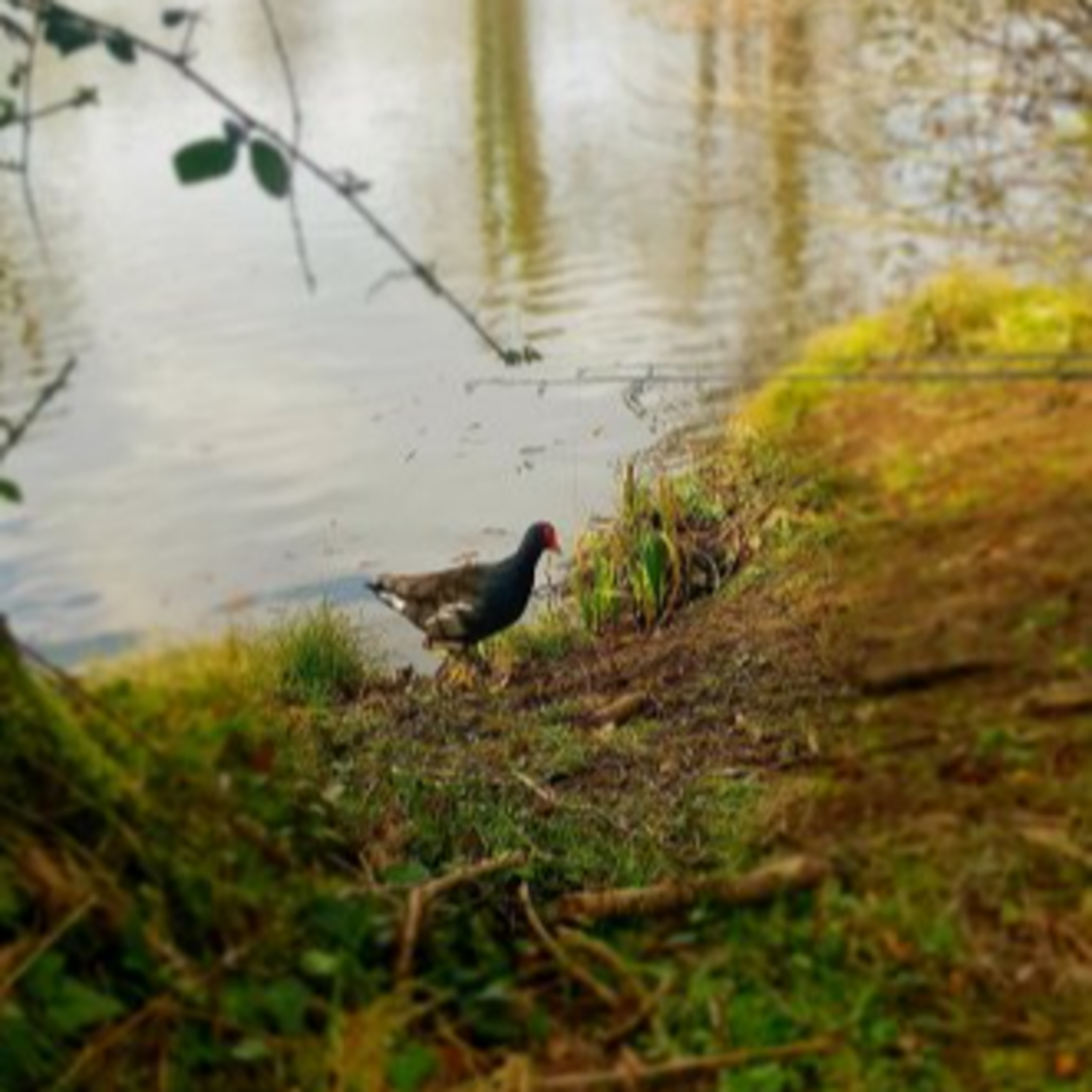 Trip 20 Carp Fishing – 2021 episode artwork