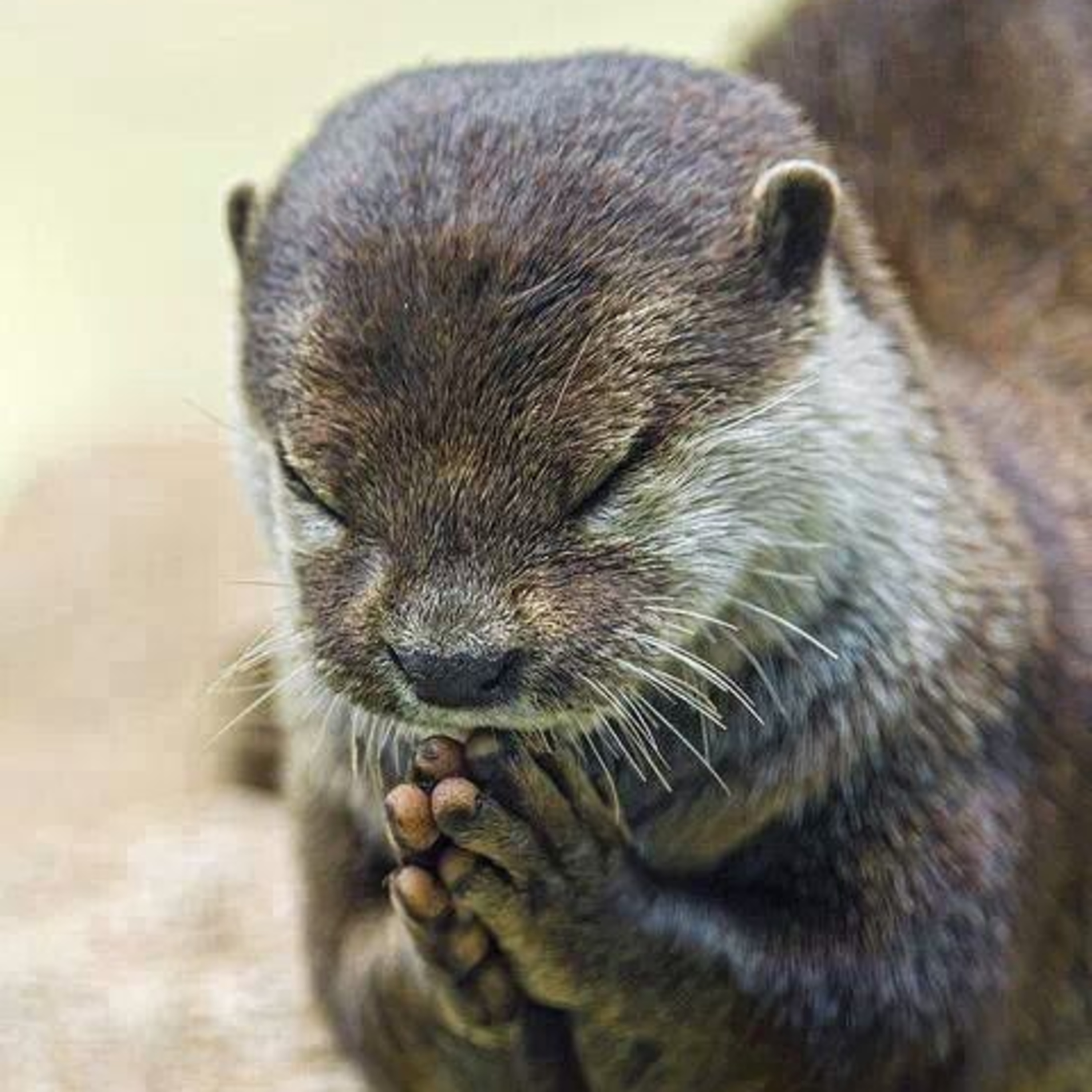 Otters – The Good, The Bad And The Ugly episode artwork