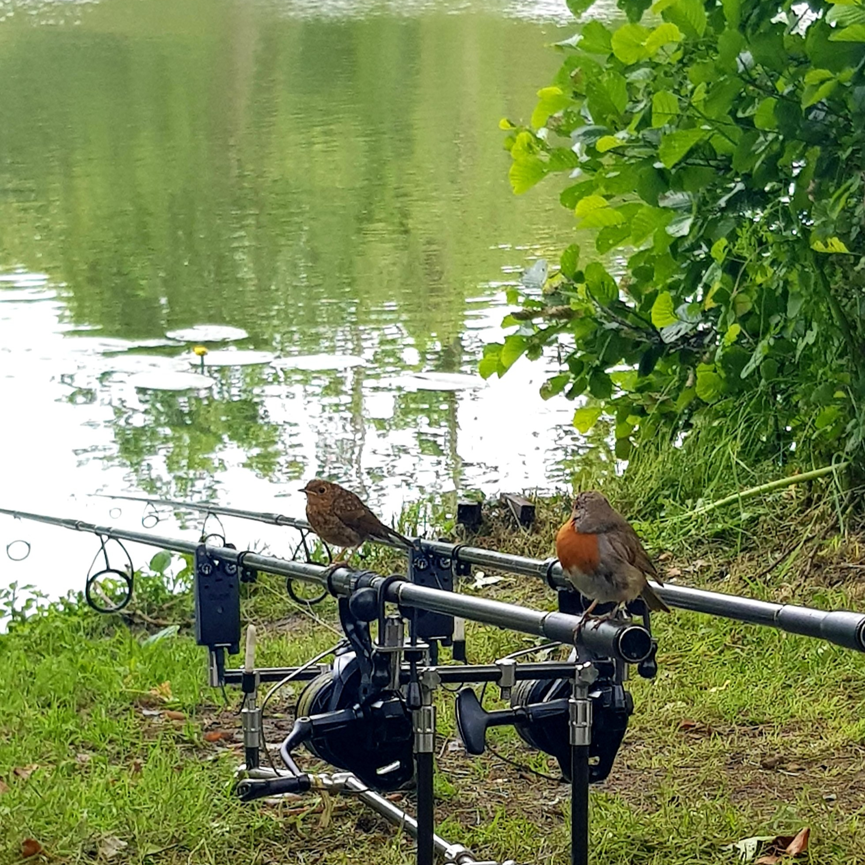 Trip 39 Carp Fishing – 2021 episode artwork