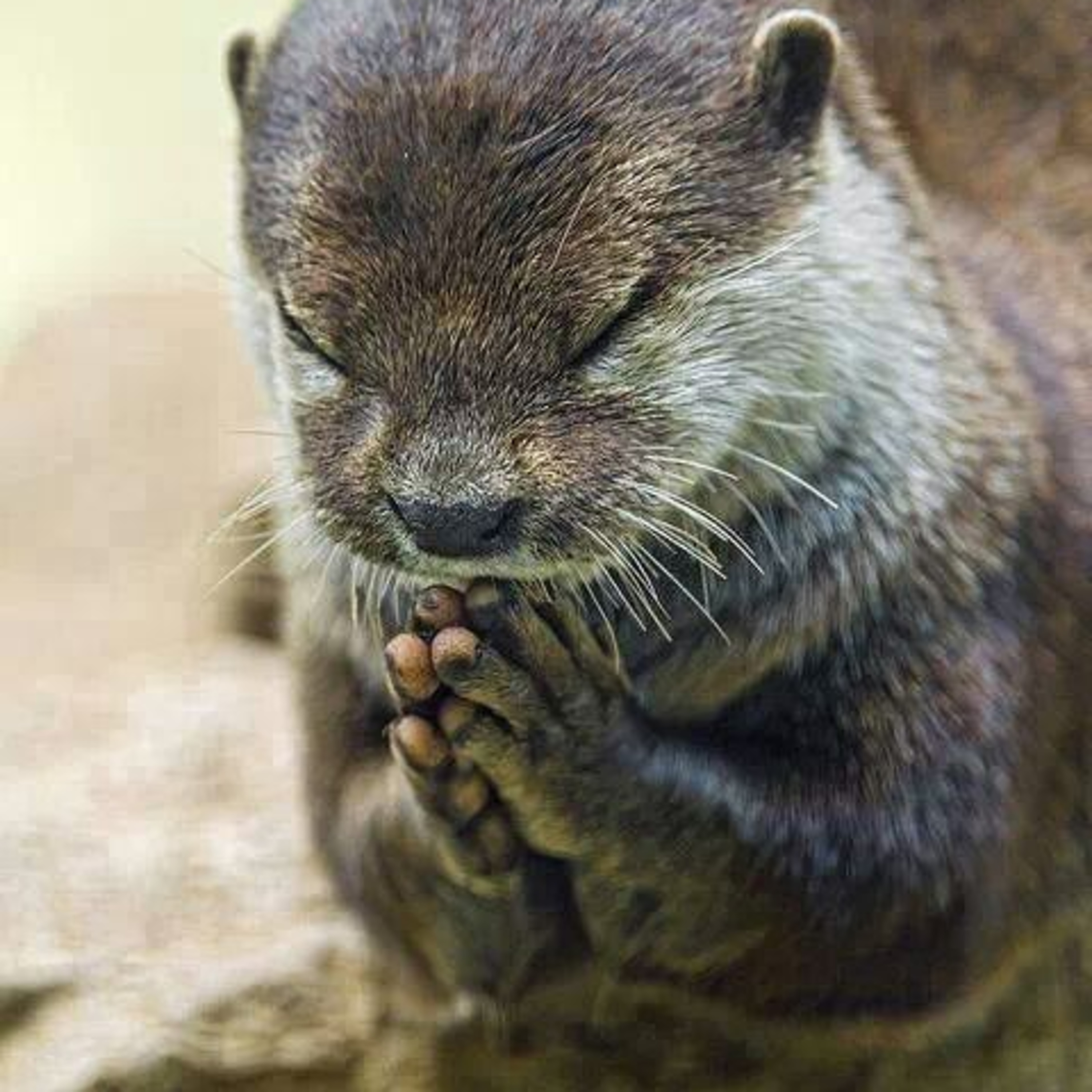 Otters – The Good, The Bad And The Ugly episode artwork