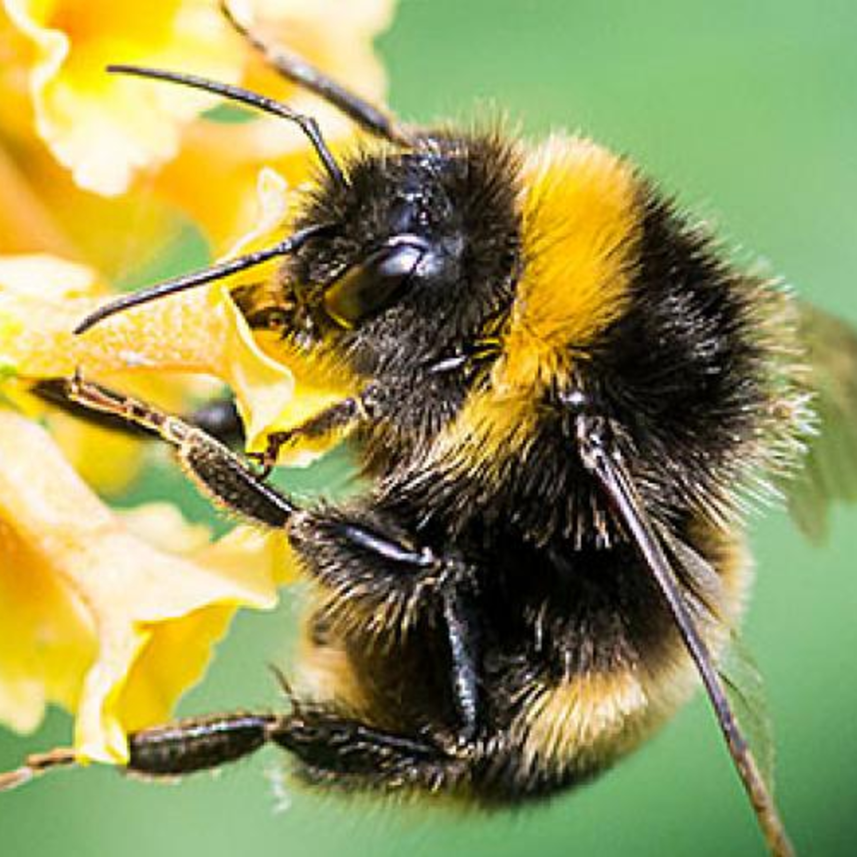 Bee Keeping