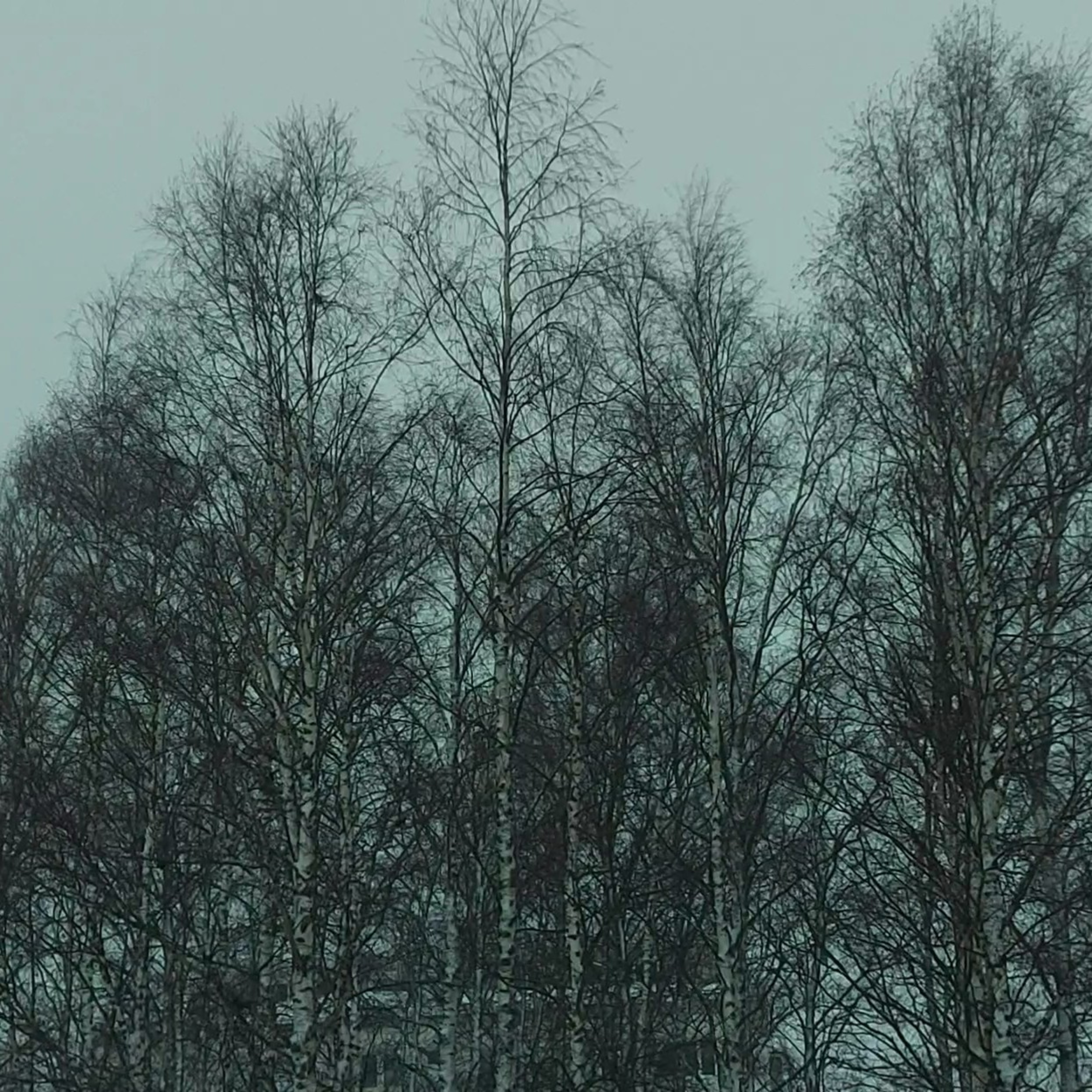 Трава - береза (в керунку хокку) episode artwork