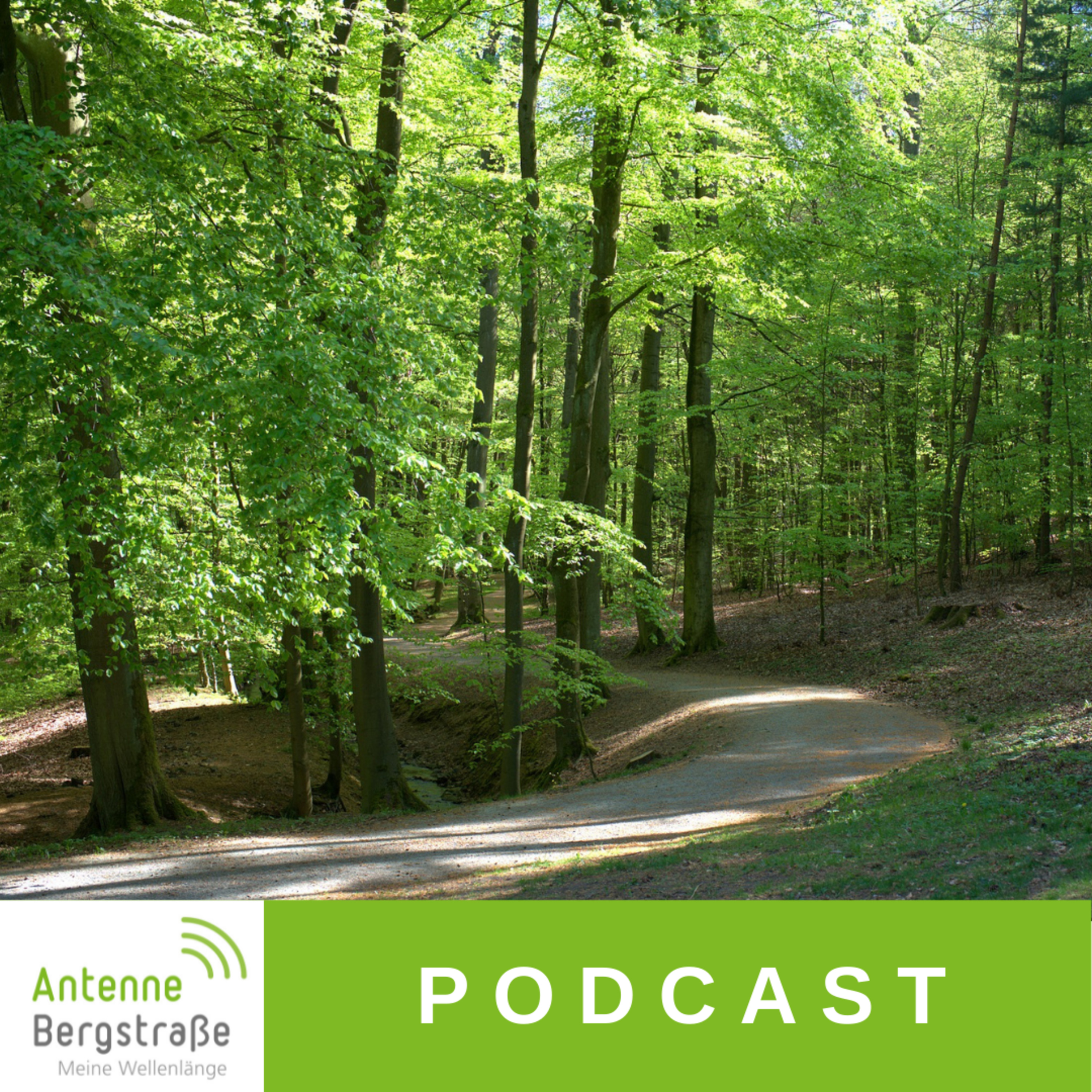 Der Wald im Messeler Hügelland - ein Gespräch übers Waldsterben, Aufforstung und die Arbeit des Forstamts episode artwork