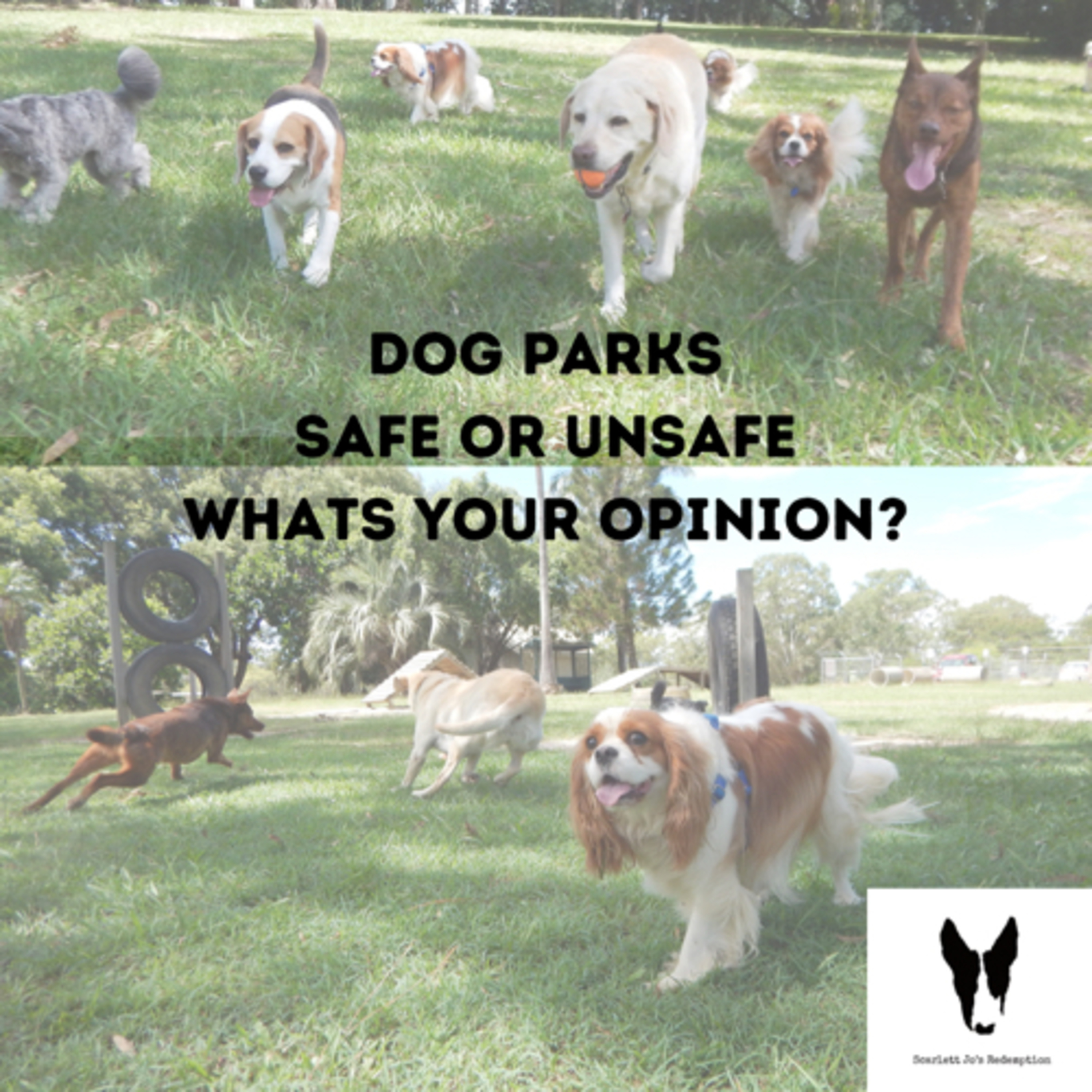 Curious Minds for the Healthy Pet