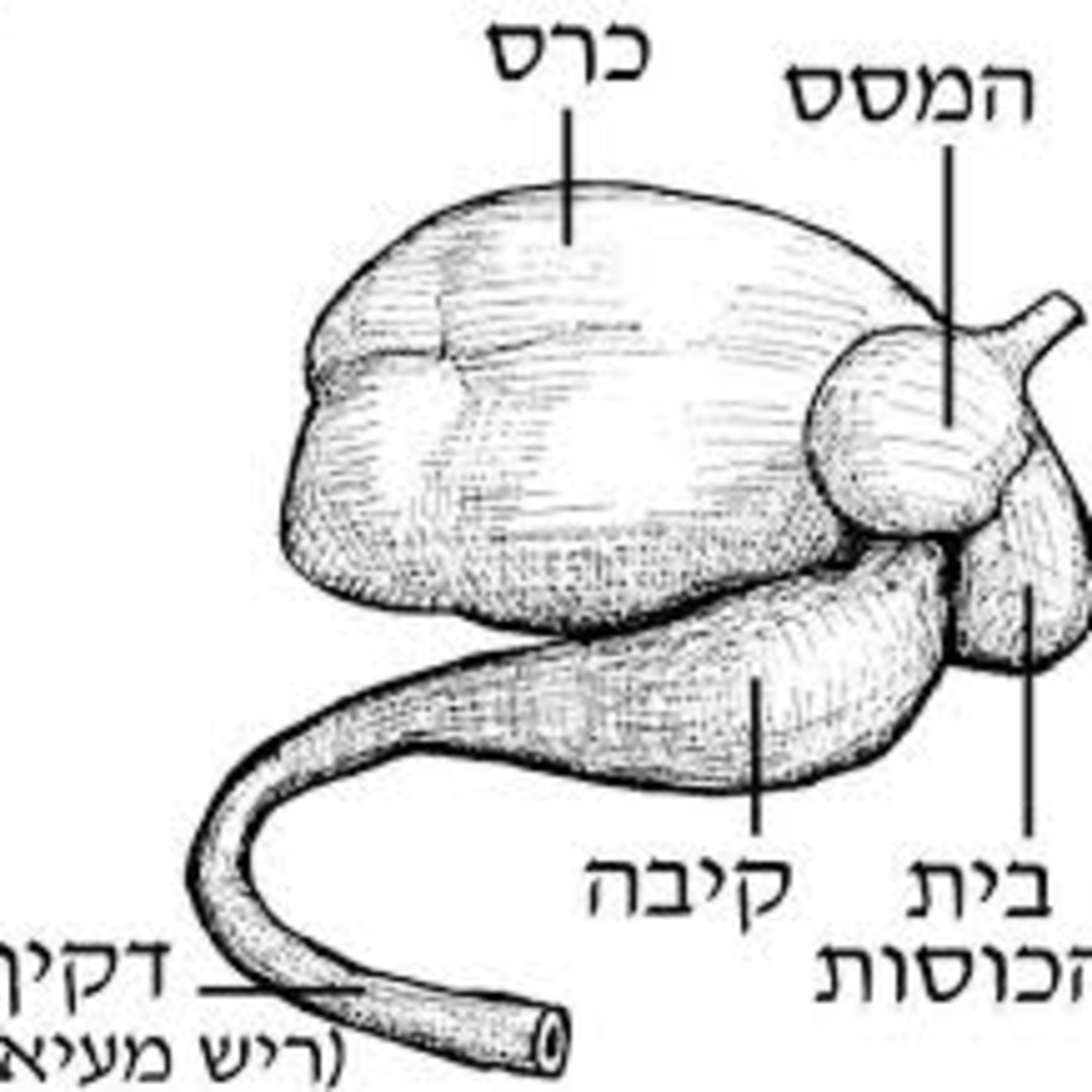 Directions in Rashi