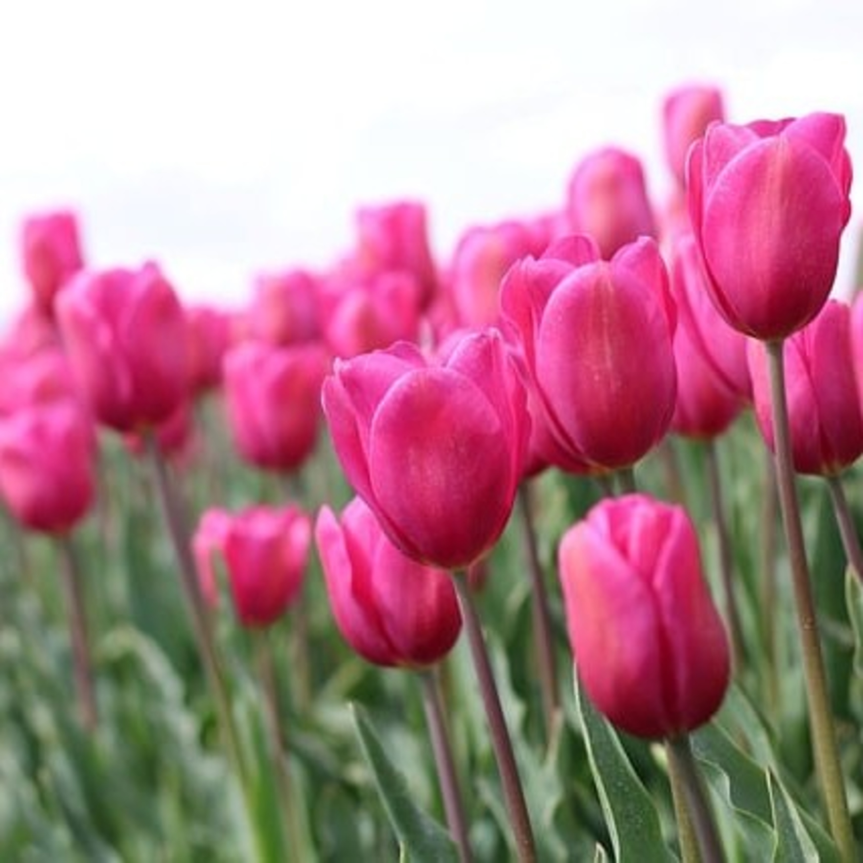 Convite ao estudo- Emmanuel