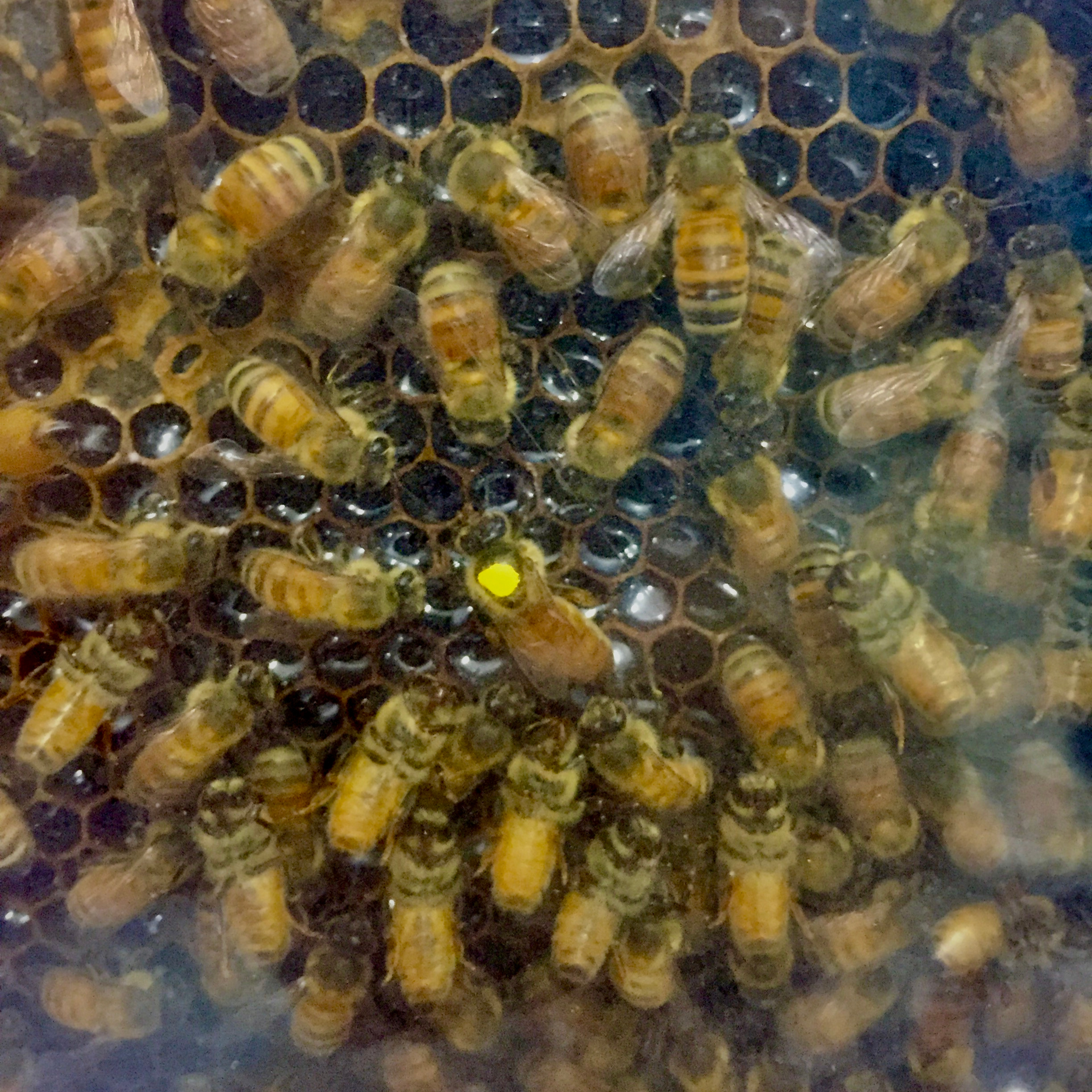 Bees episode artwork
