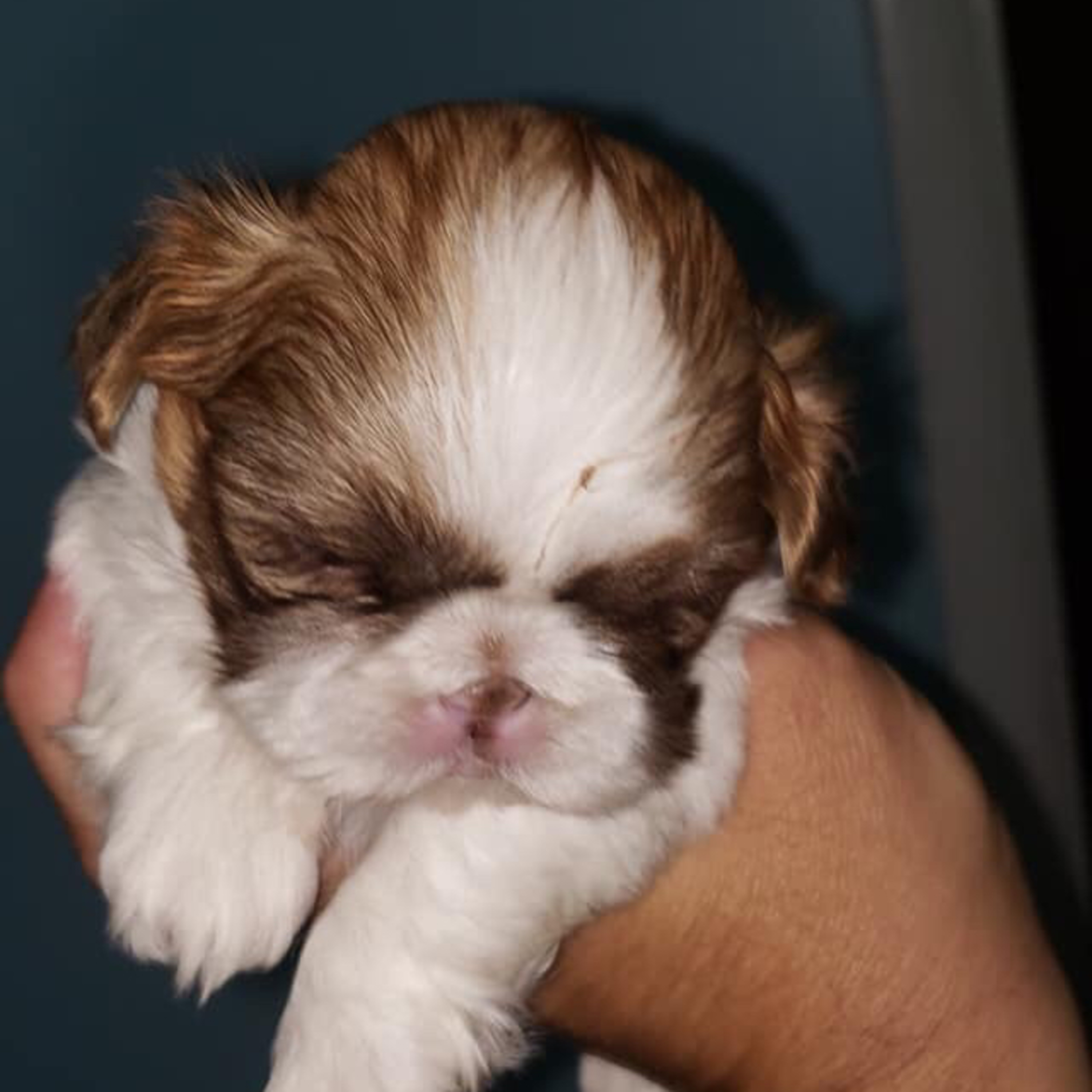 “A New Puppy & Miss Ella”