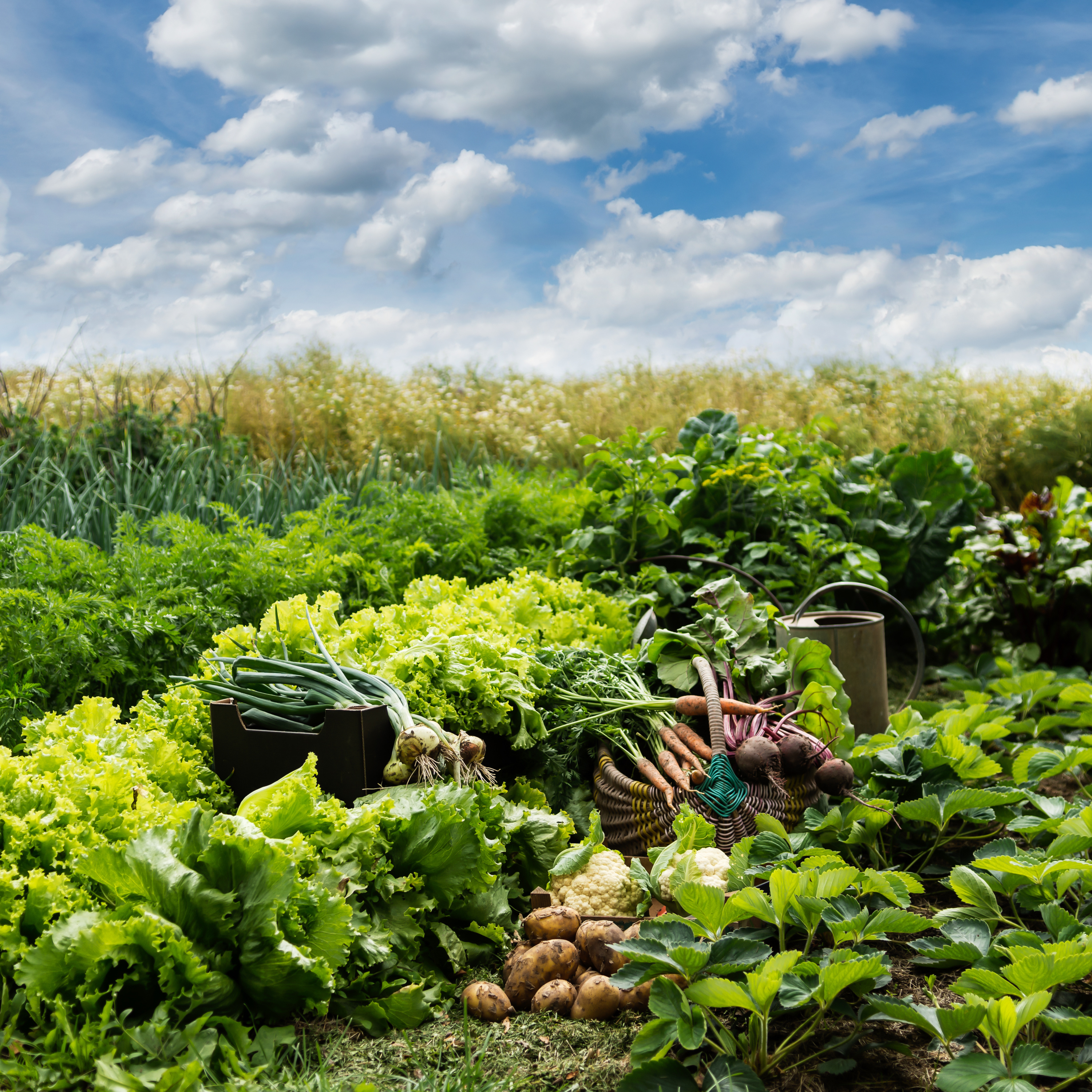 Best Companion Plants for the Vegetable Garden
