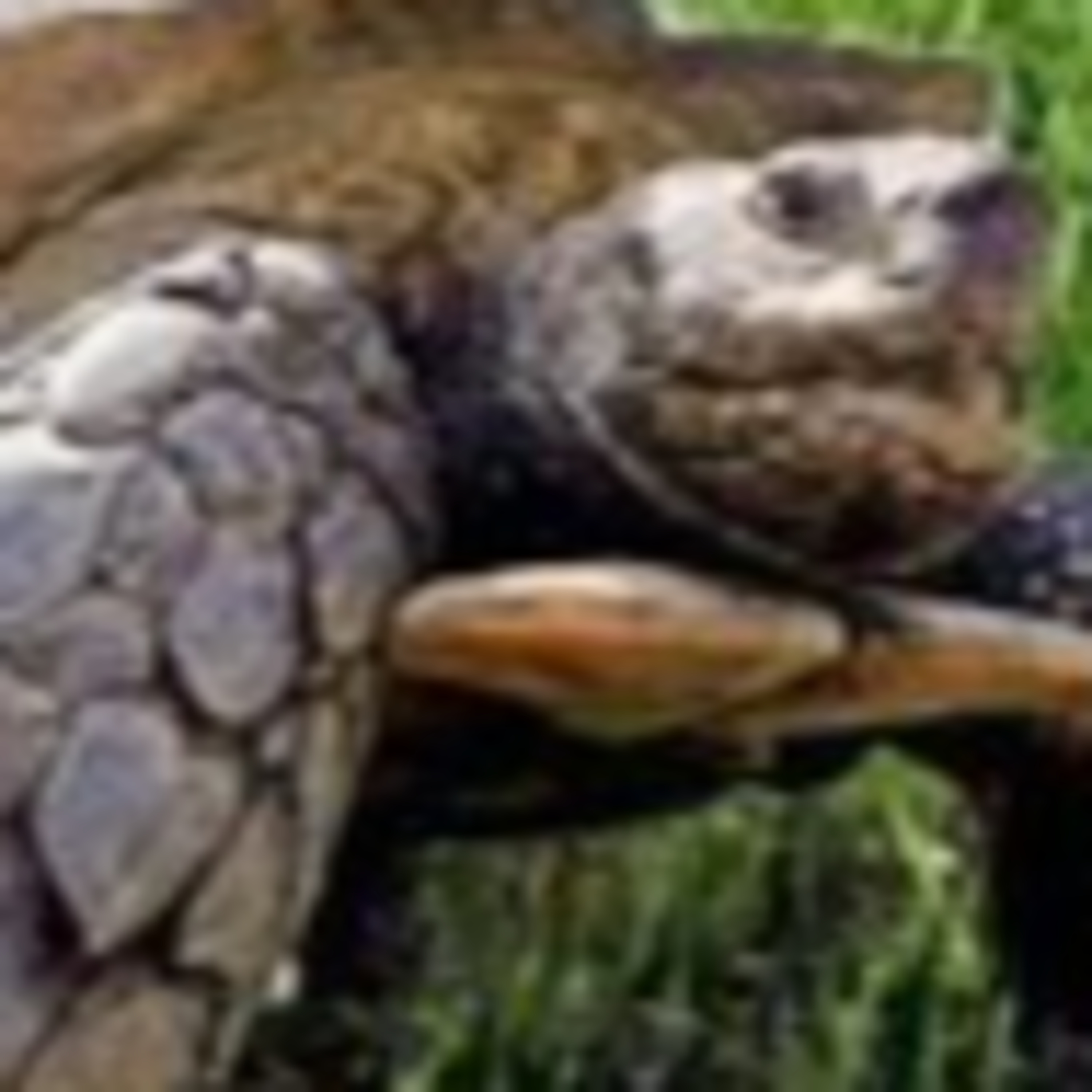Tortuga y aquiles