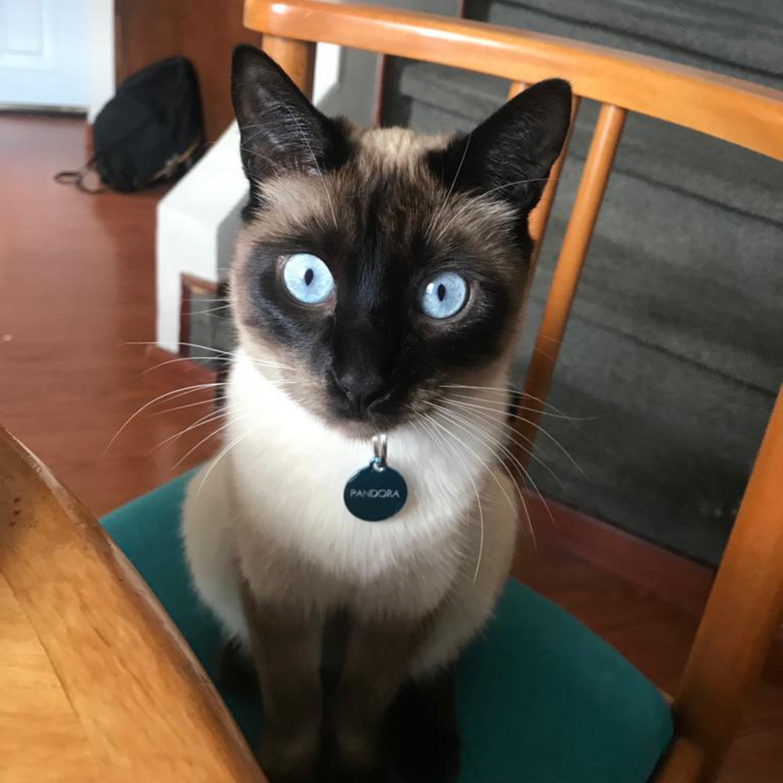 ¿Quiénes son los Aterciopelados?