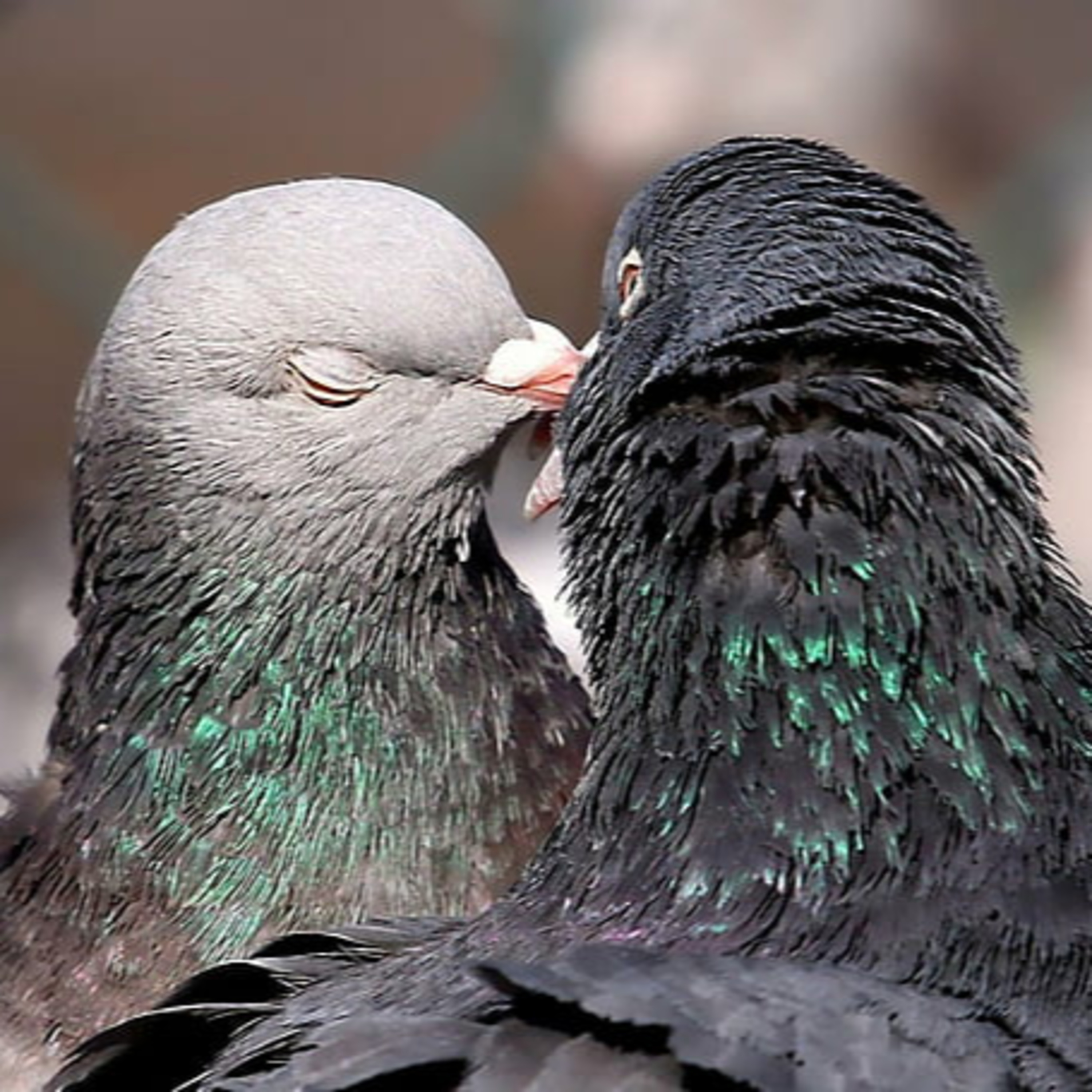 Journey through the Ages