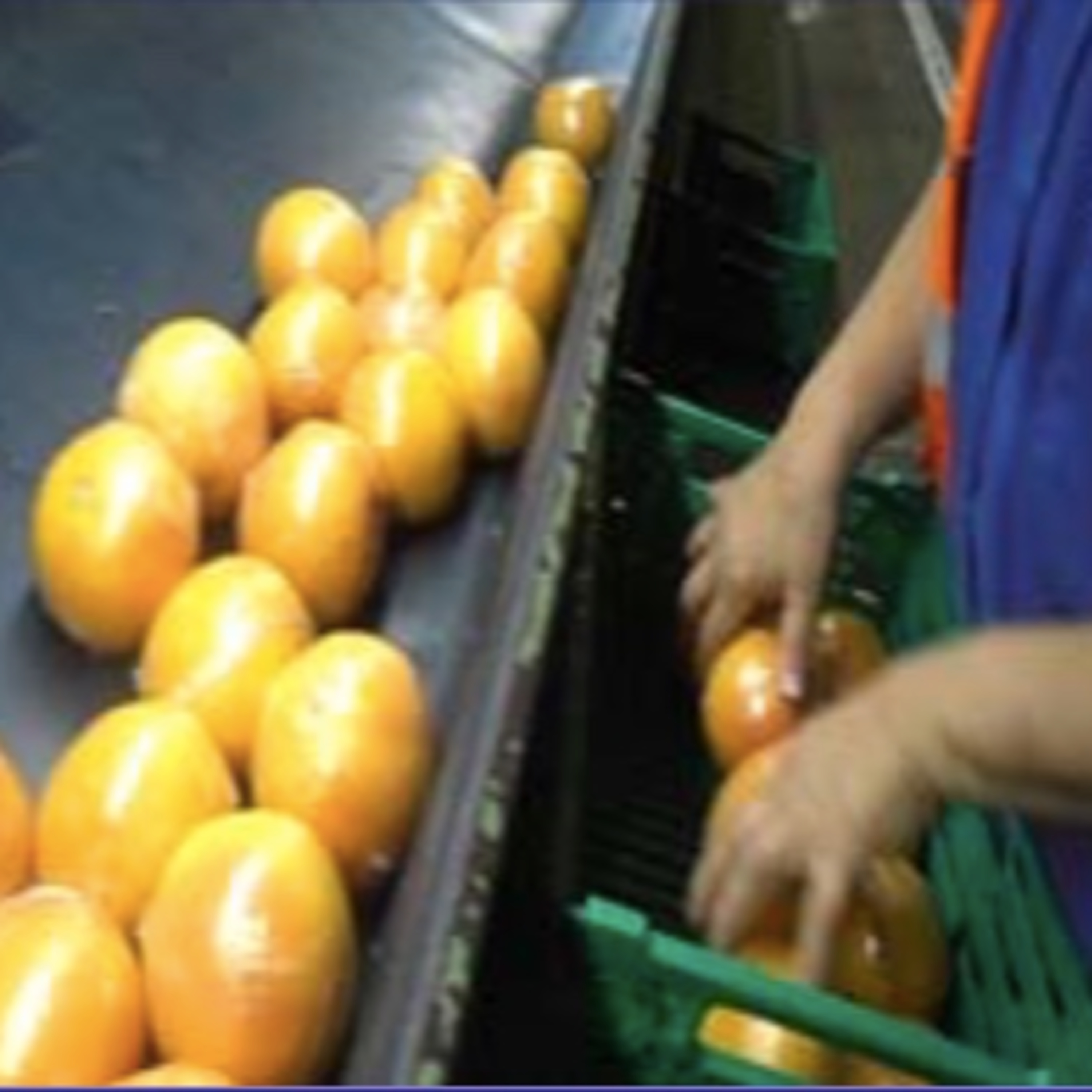 VERDADES DE SÍNDEMIA del Doctor Bee