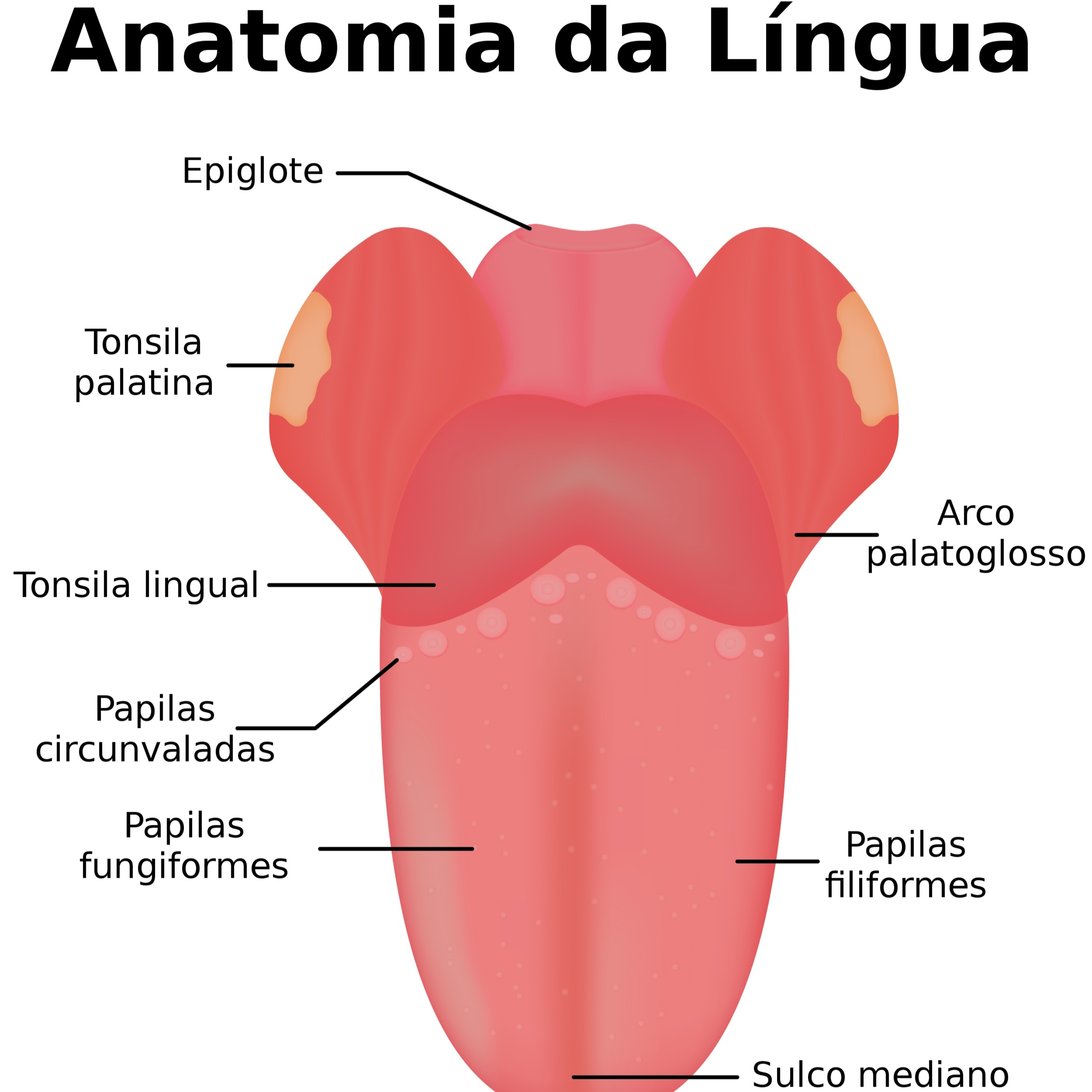 Fábio & seus Lucindos