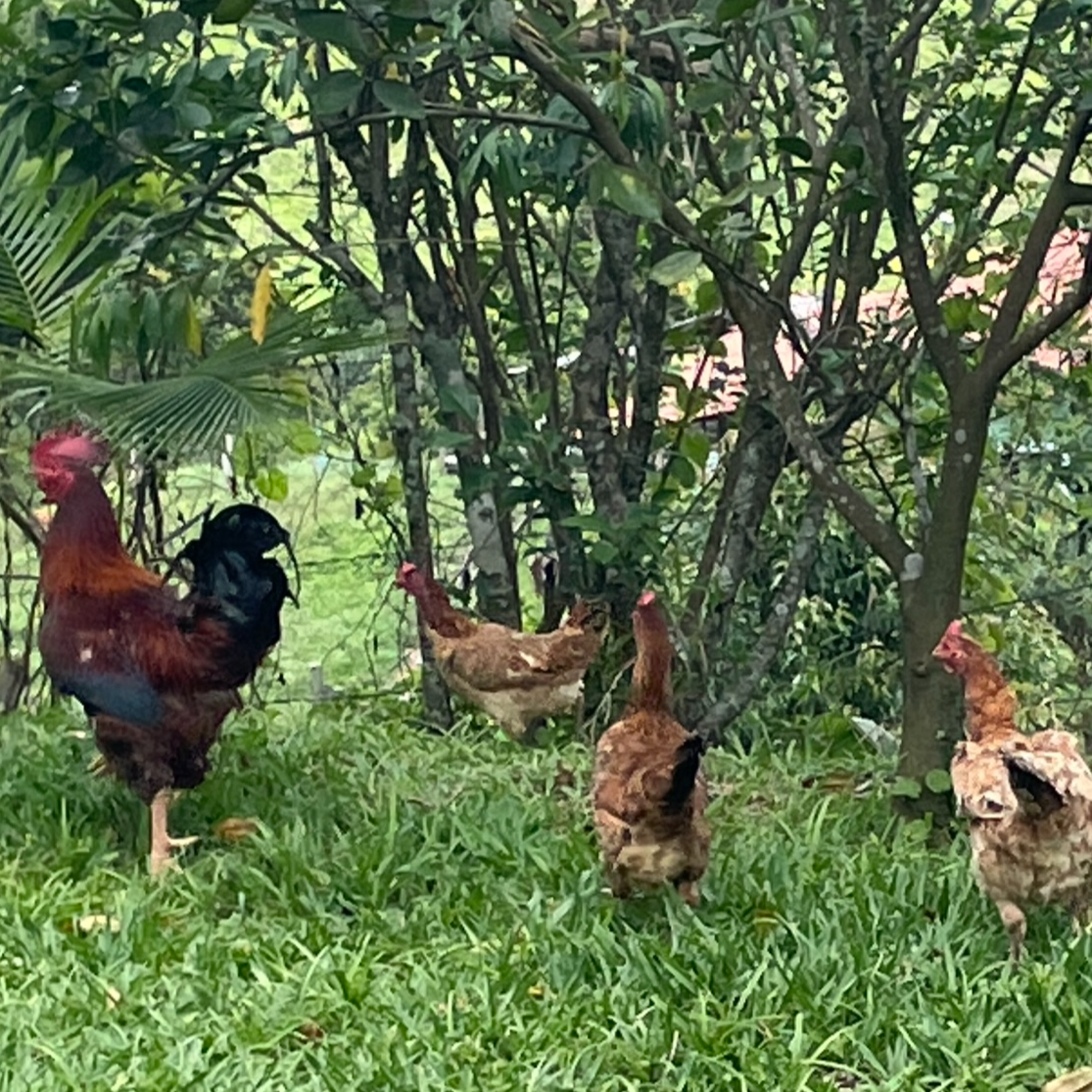 Fábio & seus Lucindos