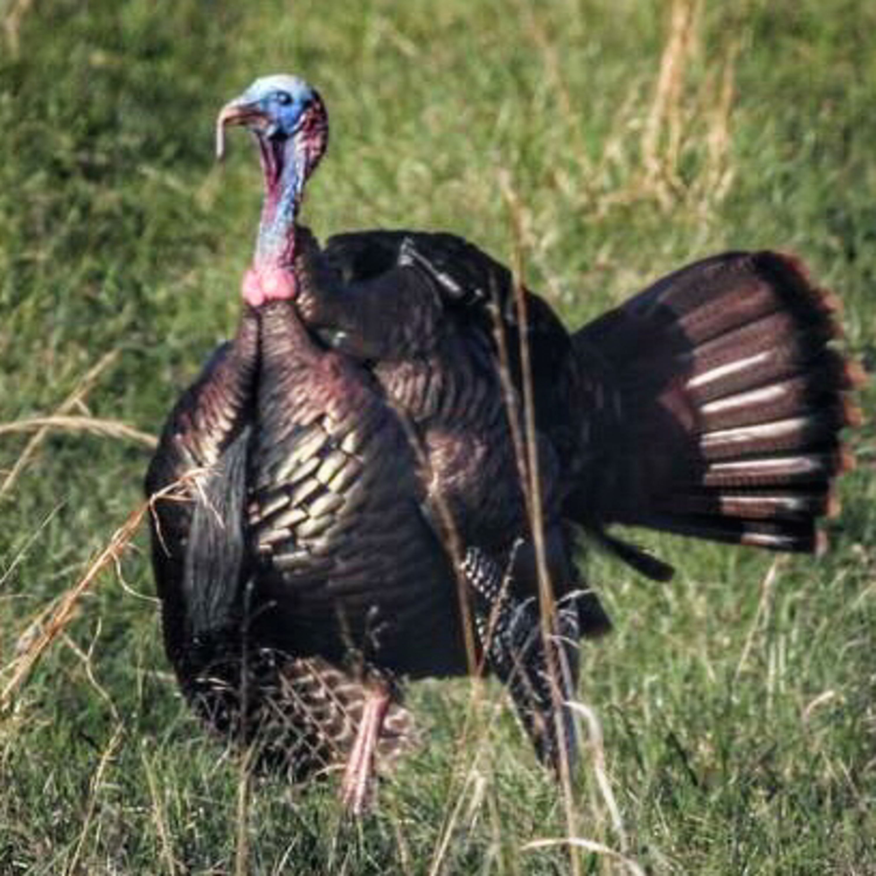 Episode 1 - “Talkin” Turkey - Backwoods Scouting”