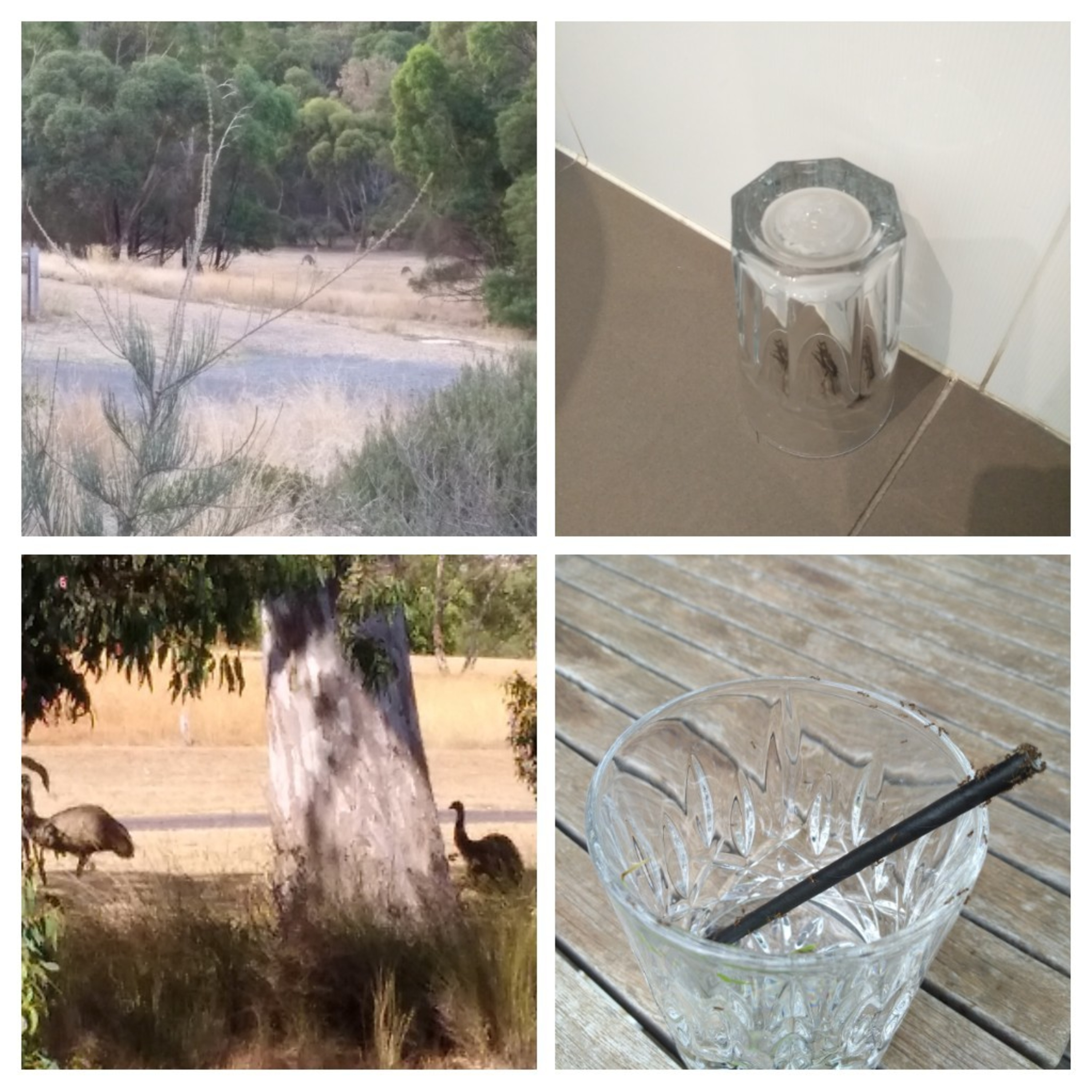Wegermanns Down Under