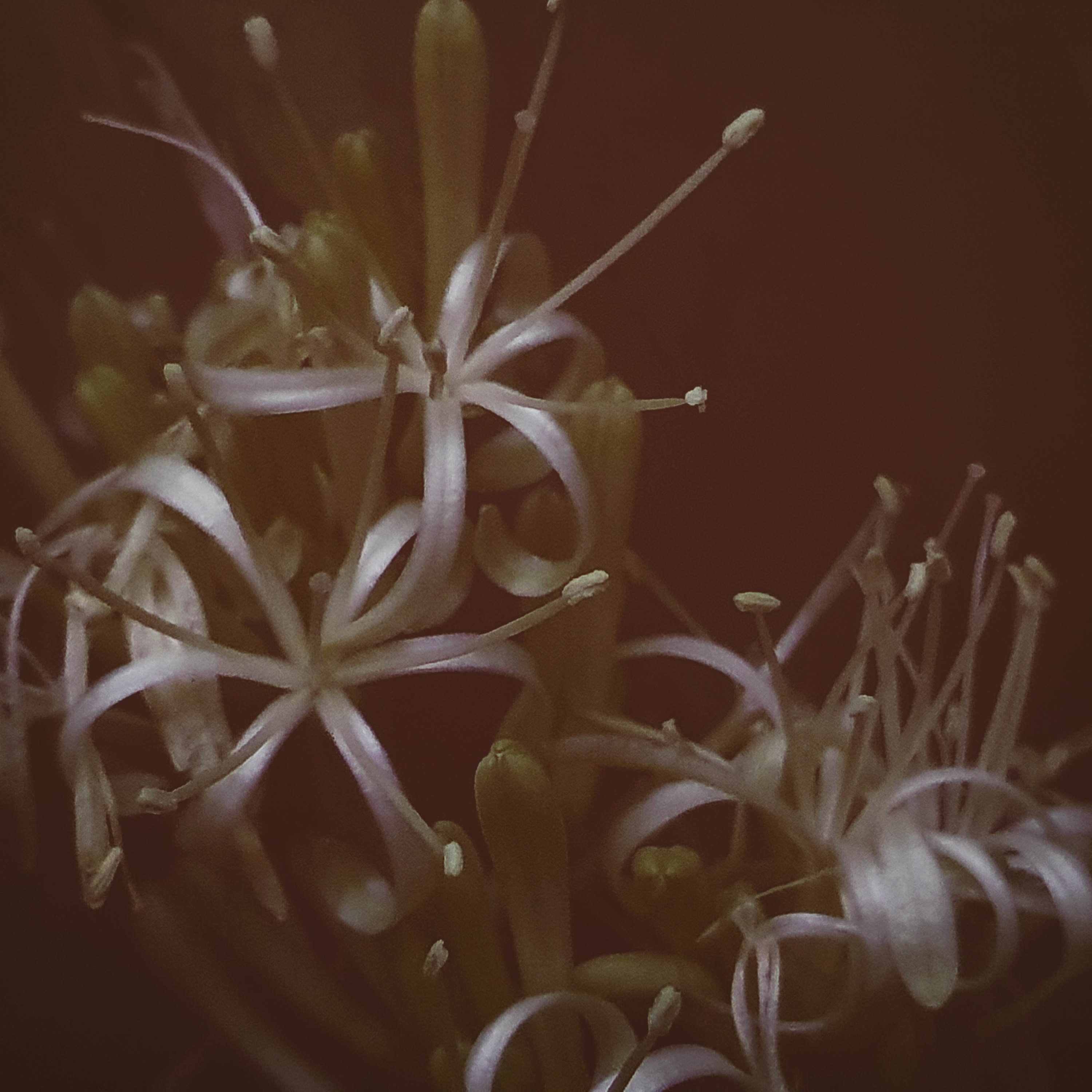 Chthonic Poem Readings