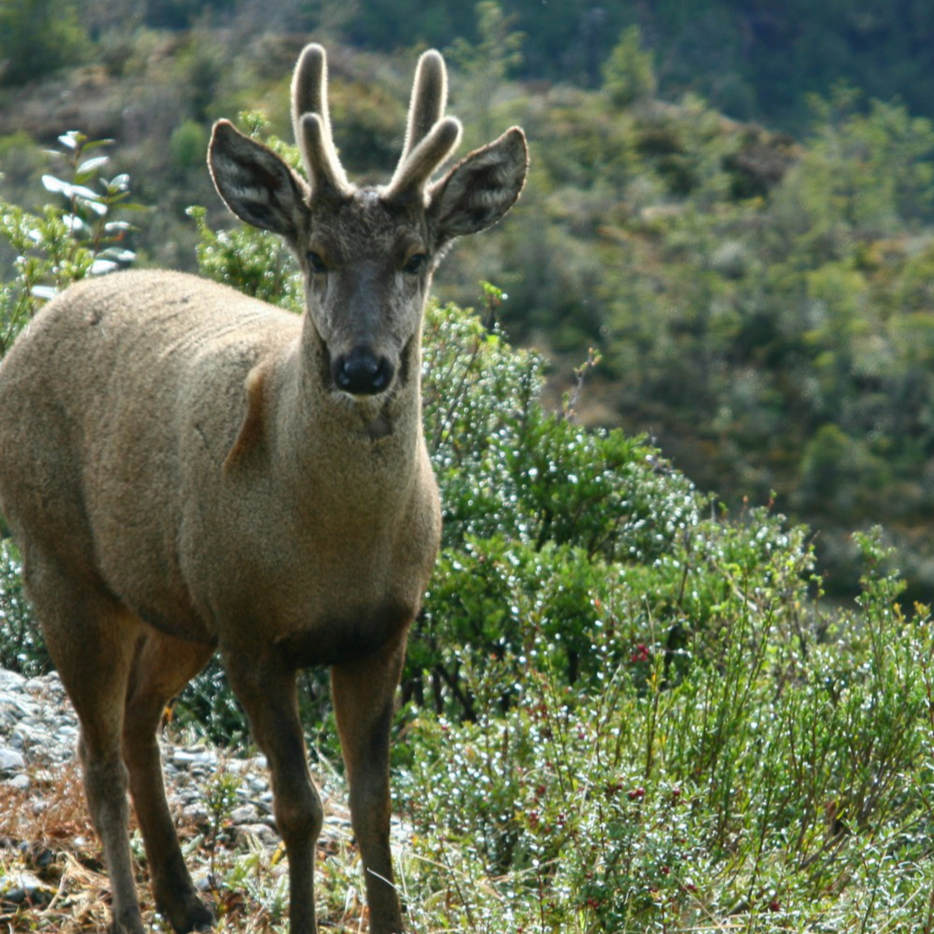 #Radioscopio - Huemul, emblema de los bosques patagónicos episode artwork