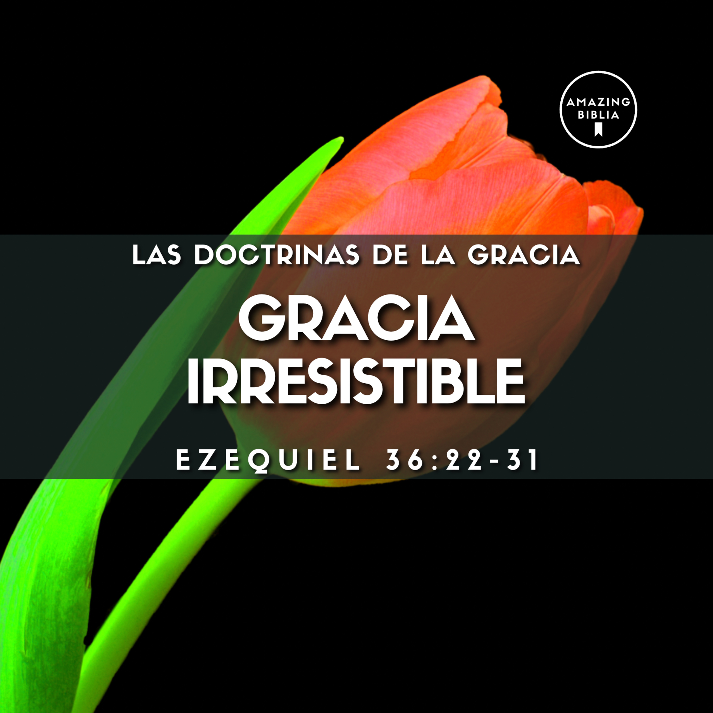 Amazing Biblia