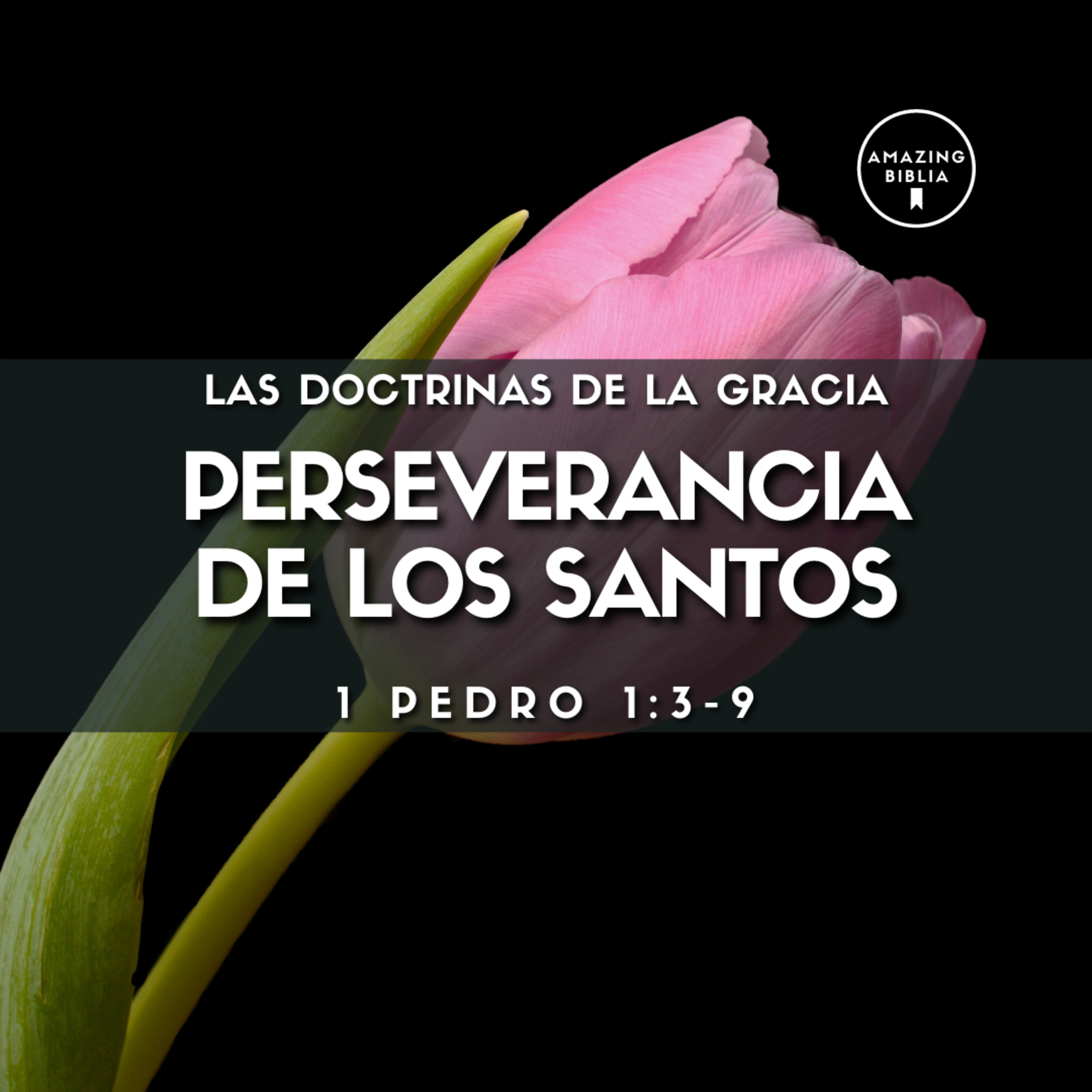 Amazing Biblia