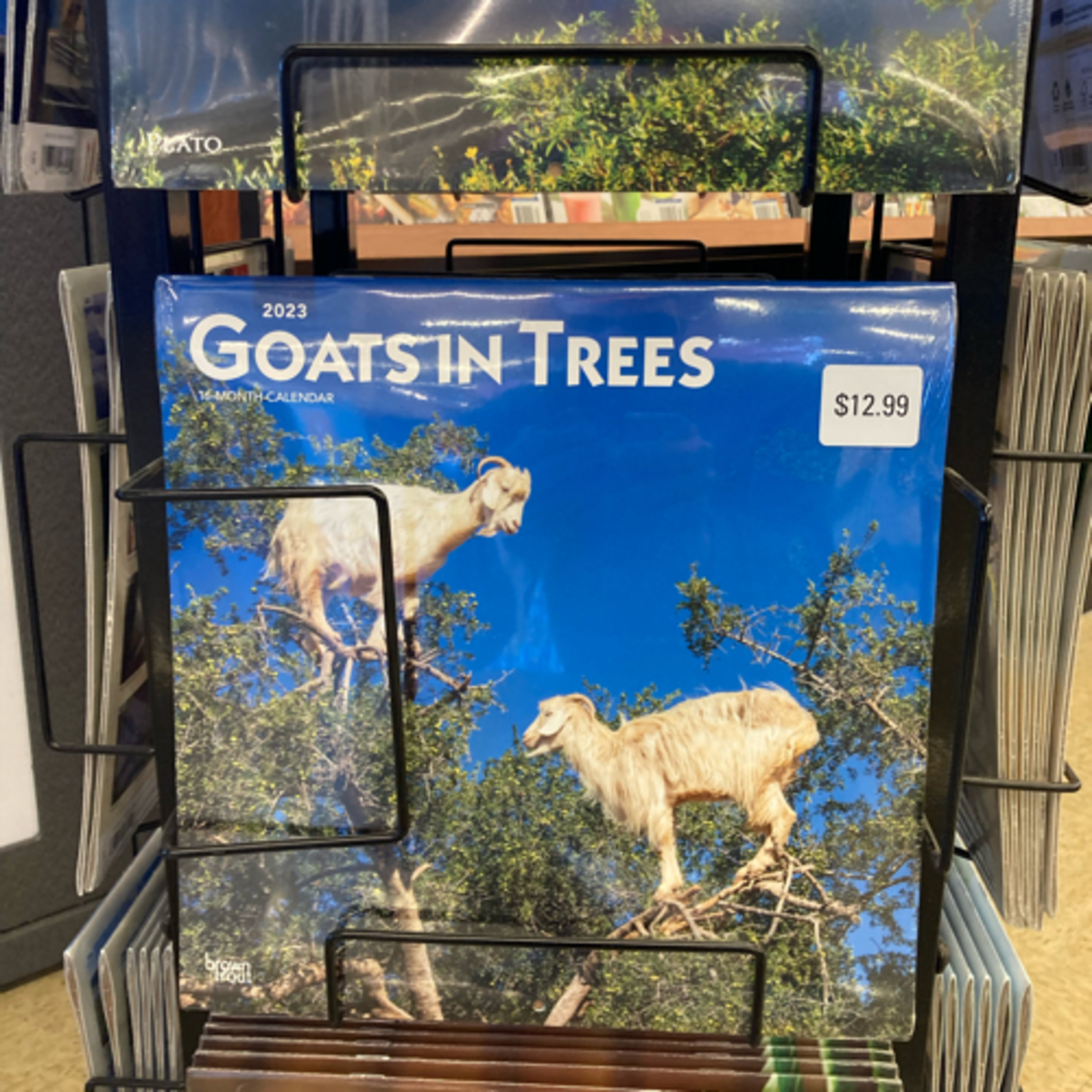 337~Bret Hogg 16.0~Sims Earth🌍