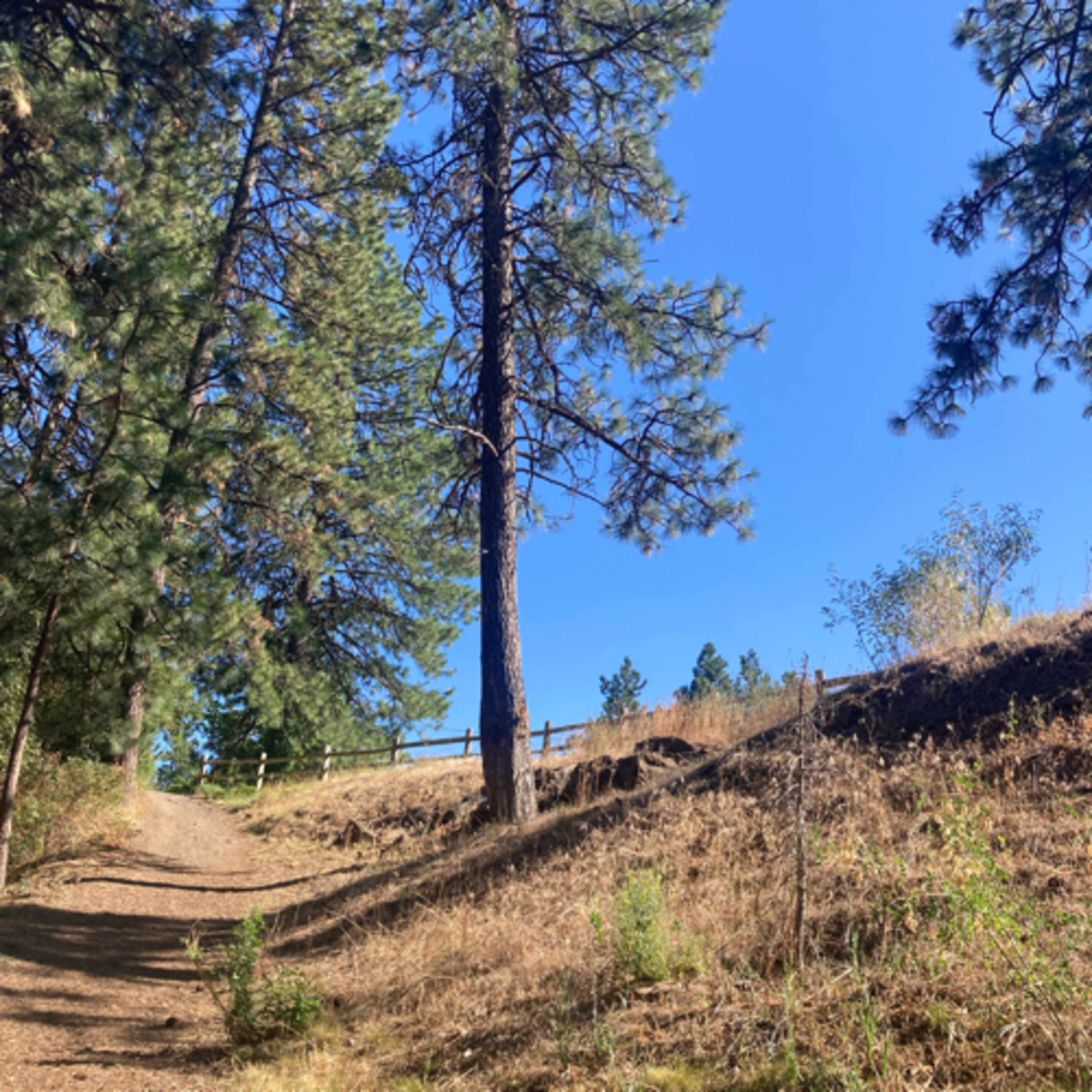 429~TOTD #47💡Inner Light/Focus🧐