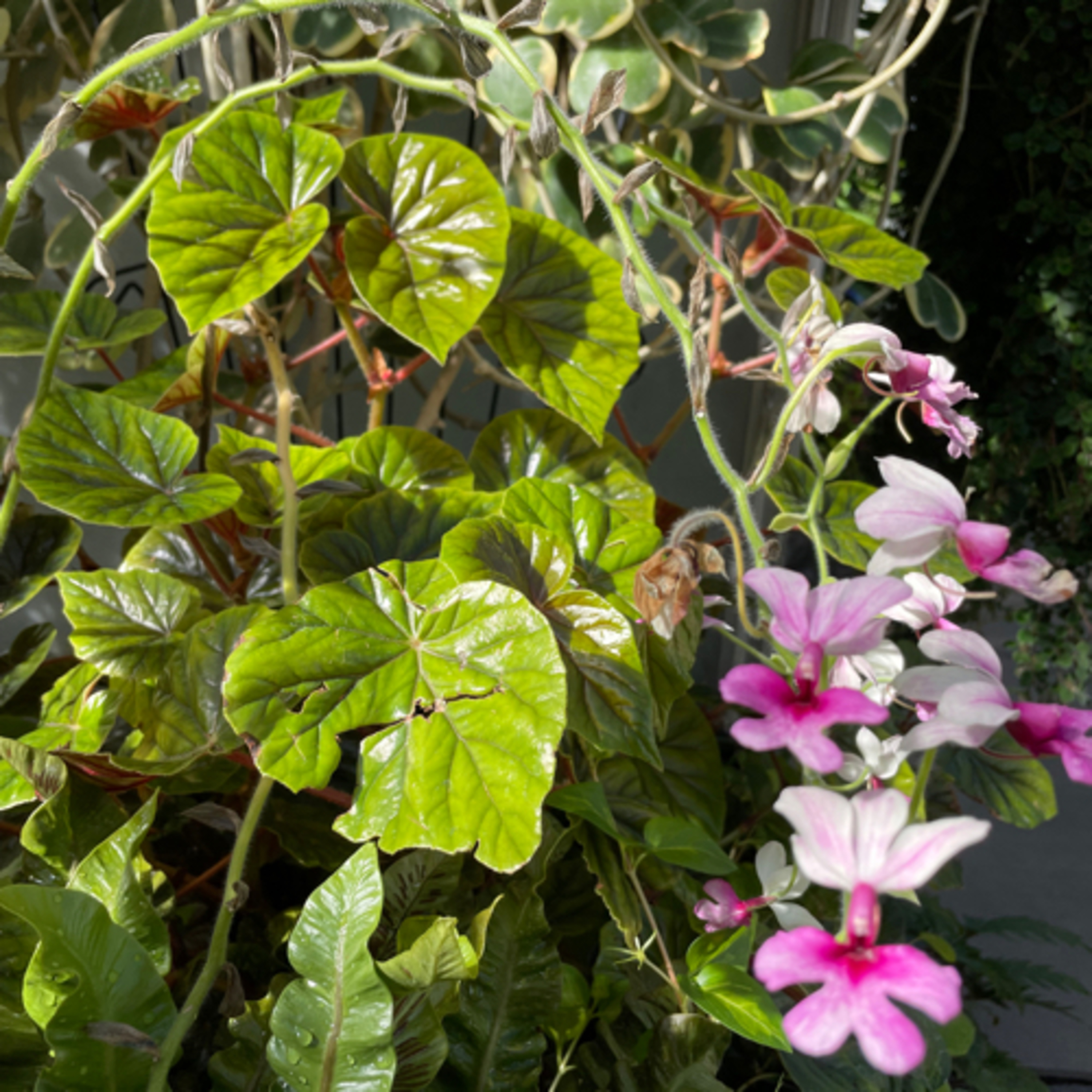 678~TOTD #212🪑Coaches HOF or Not❓Tony Bennett