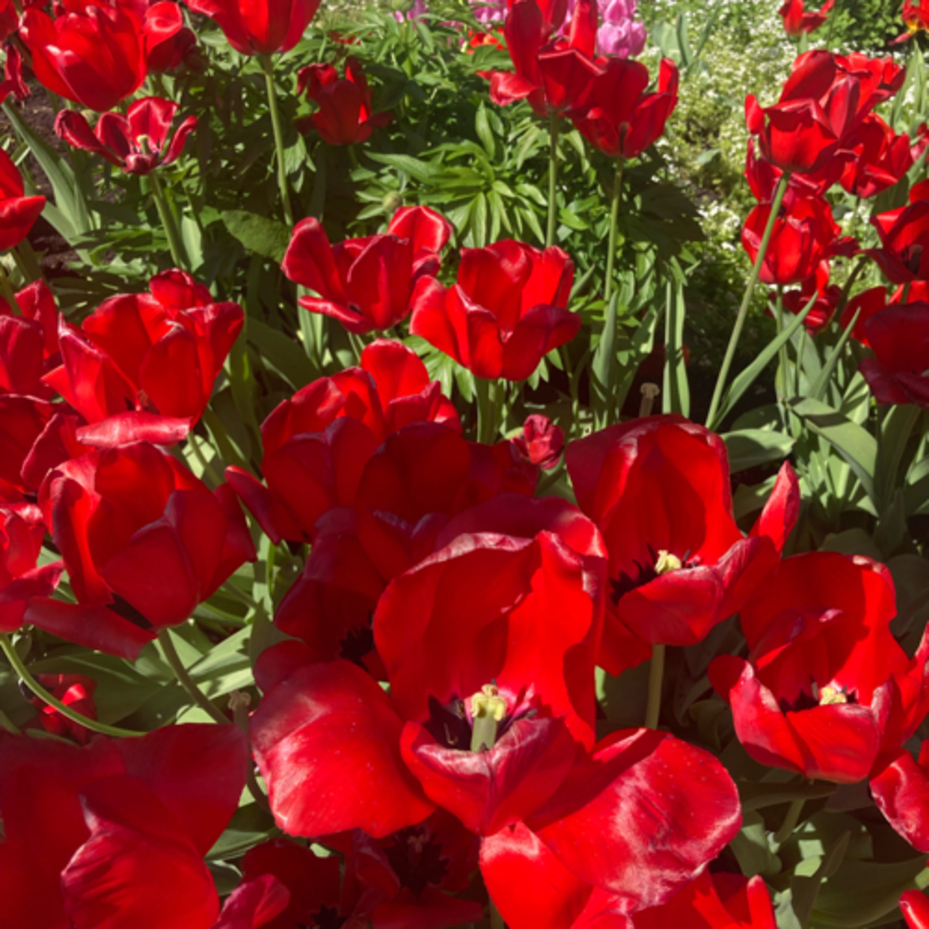 751~TOTD #271🏀HOF or Not❓Josh Hart