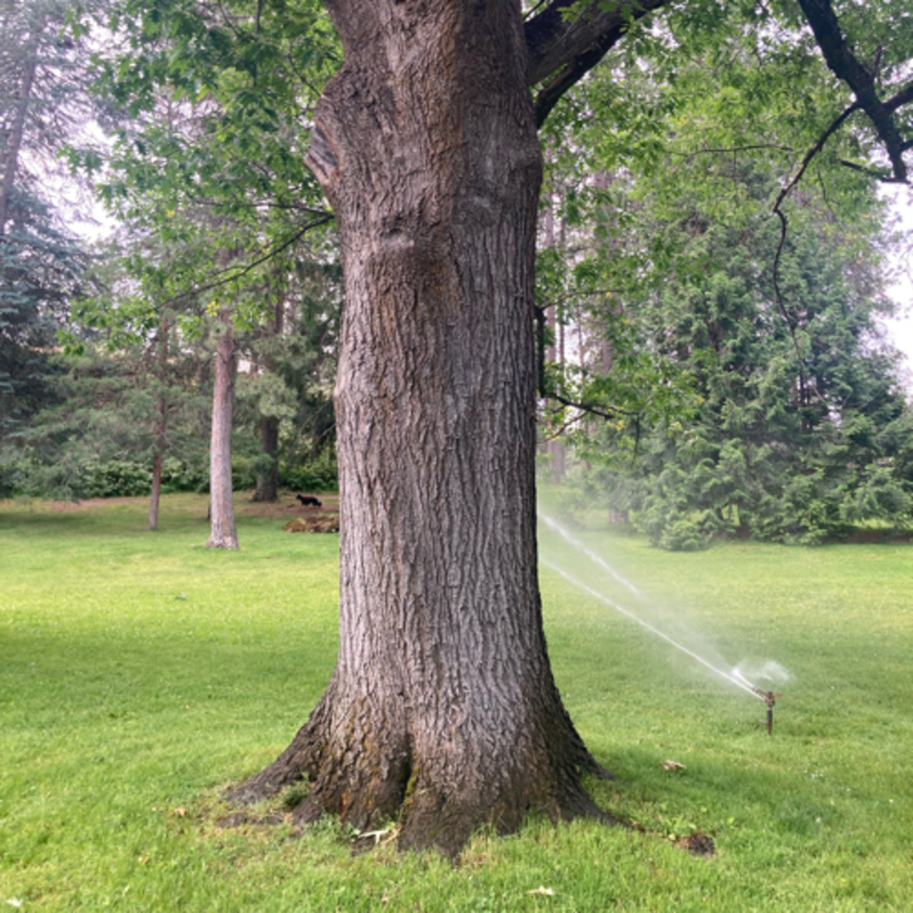 803🎵Song #55📚Librarian