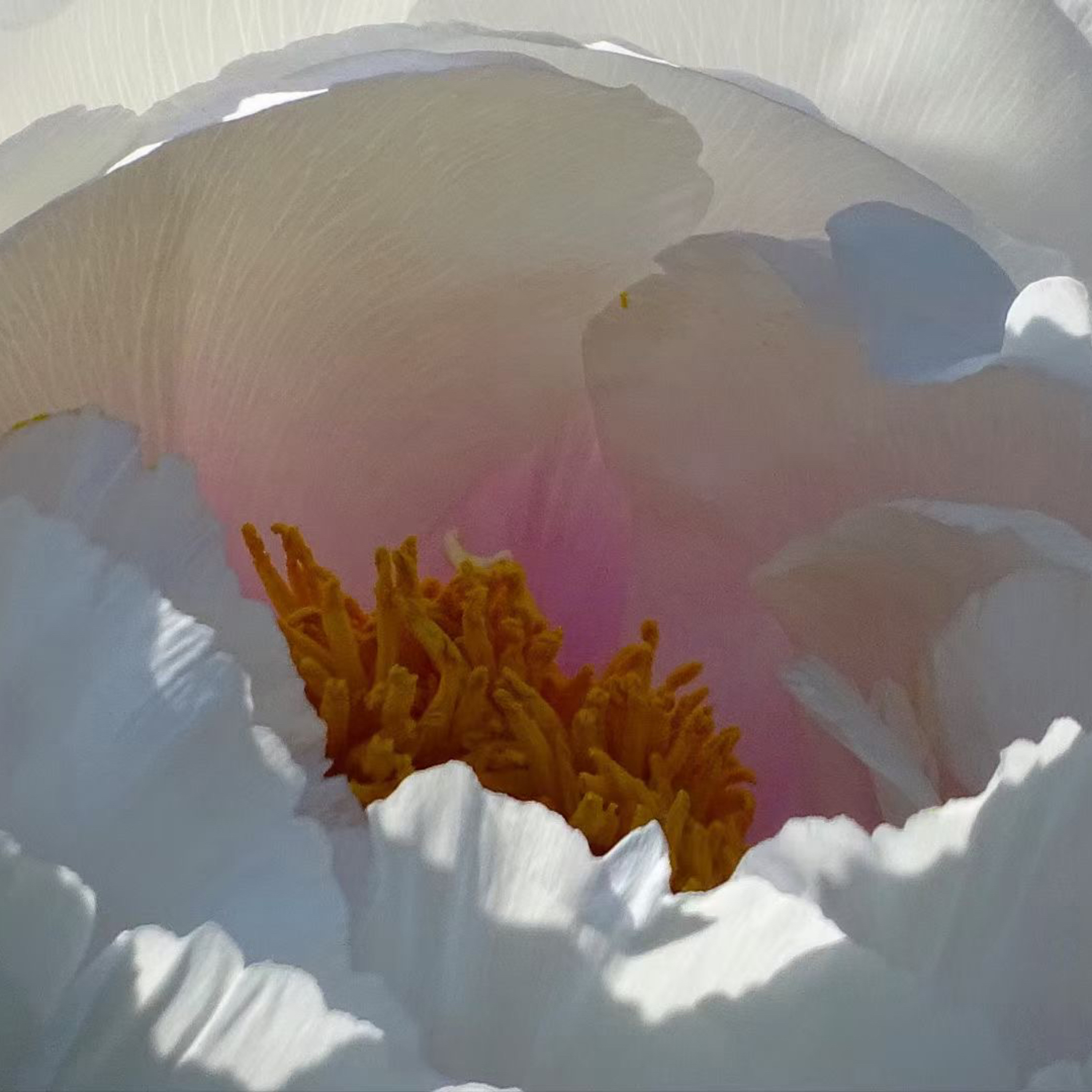 北京でガンガン進むワクチン接種！全市民の2／3では満足しない！もうこうなったら接種した人には景品もあげちゃう！所も出て来ています。