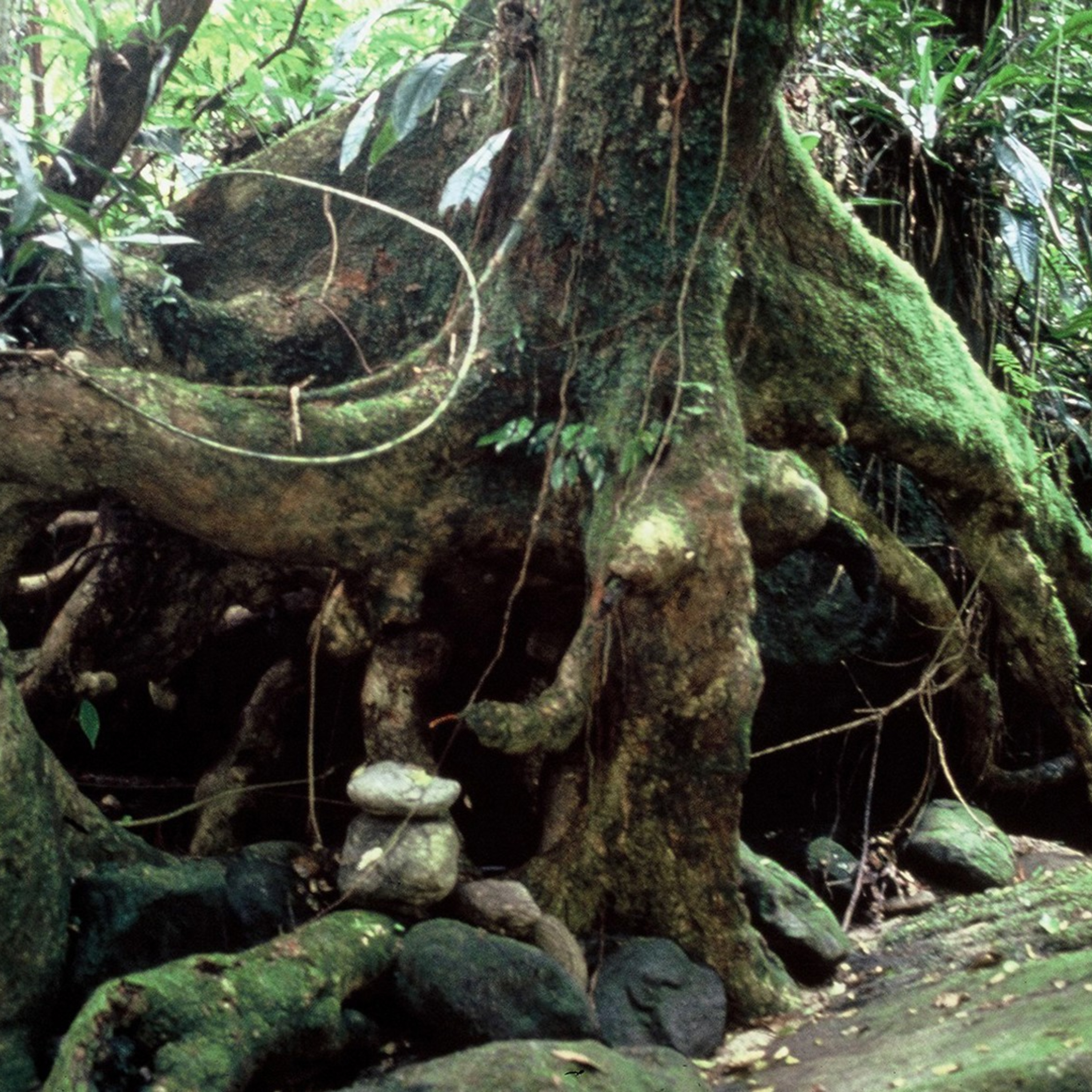 TAMA . Sutras das Essências Vibracionais da Mata Atlântica