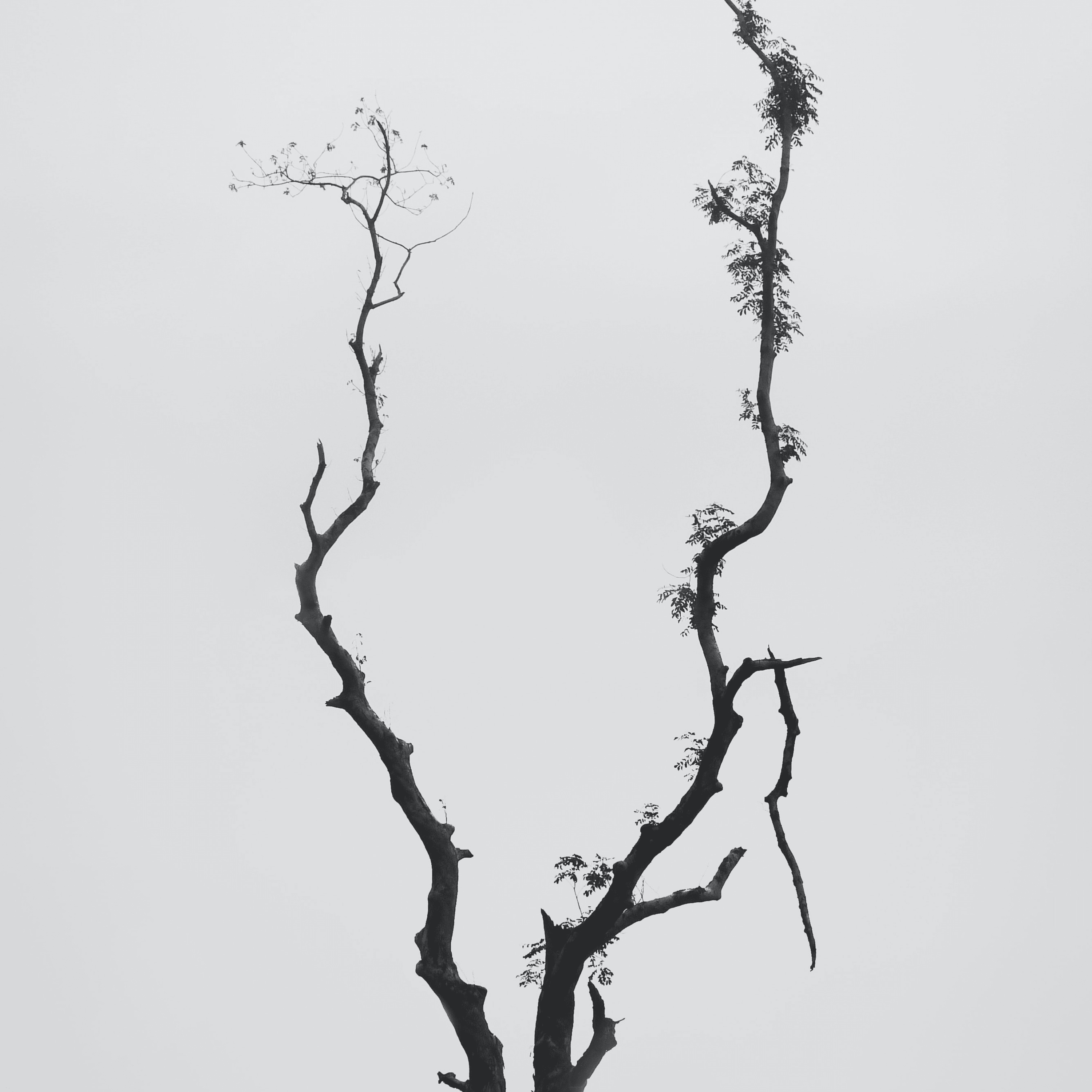 Growth on earth episode artwork