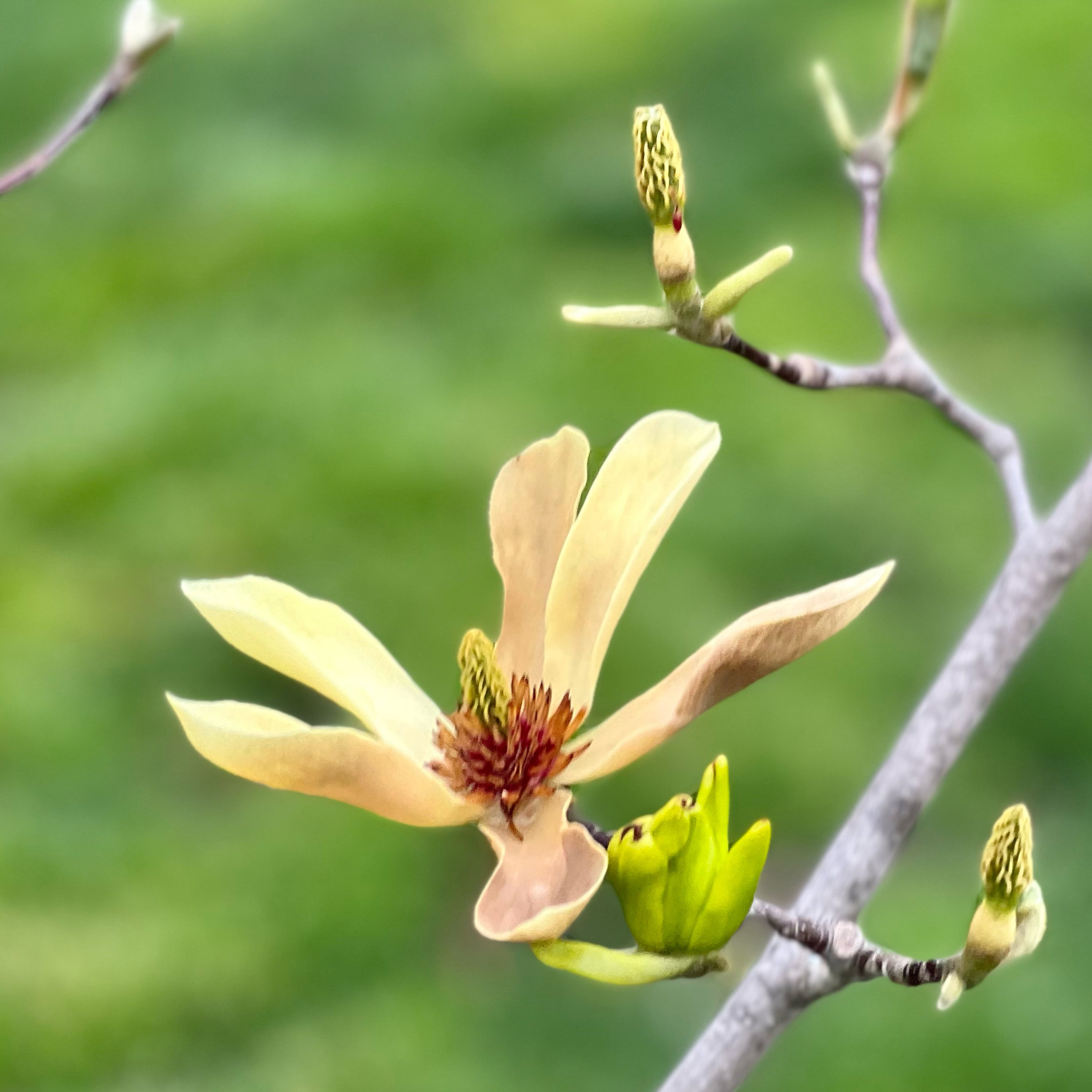 Lunch break comfort - Do what I can, not what I want asmr