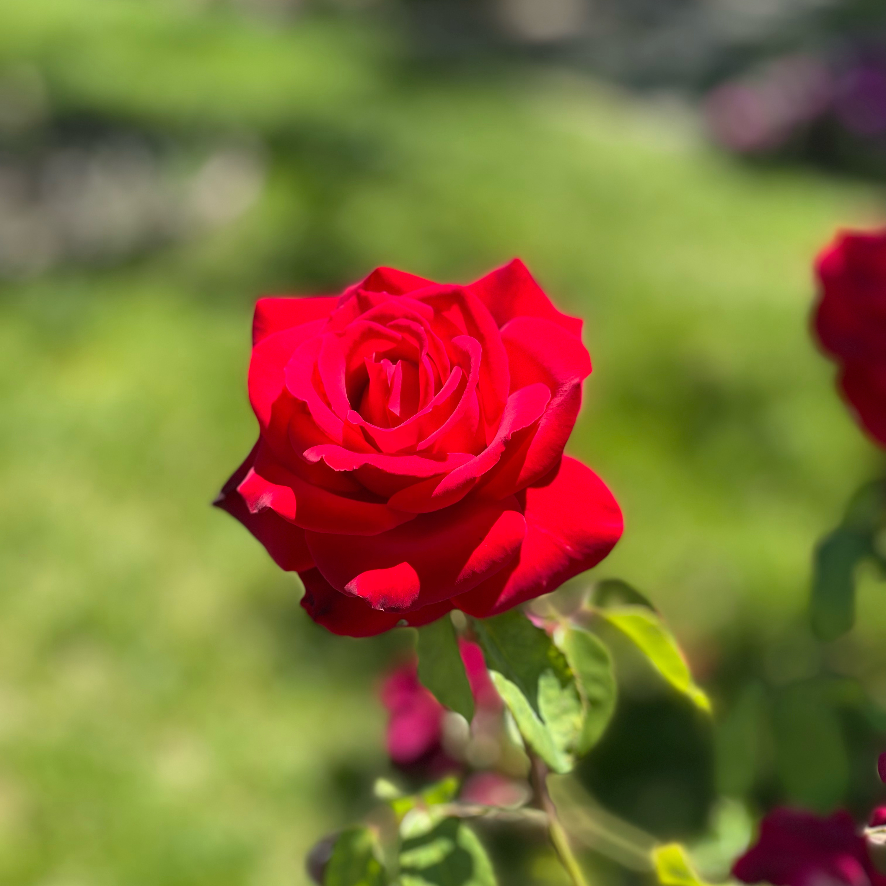 Very berry tea with loser unboxing asmr
