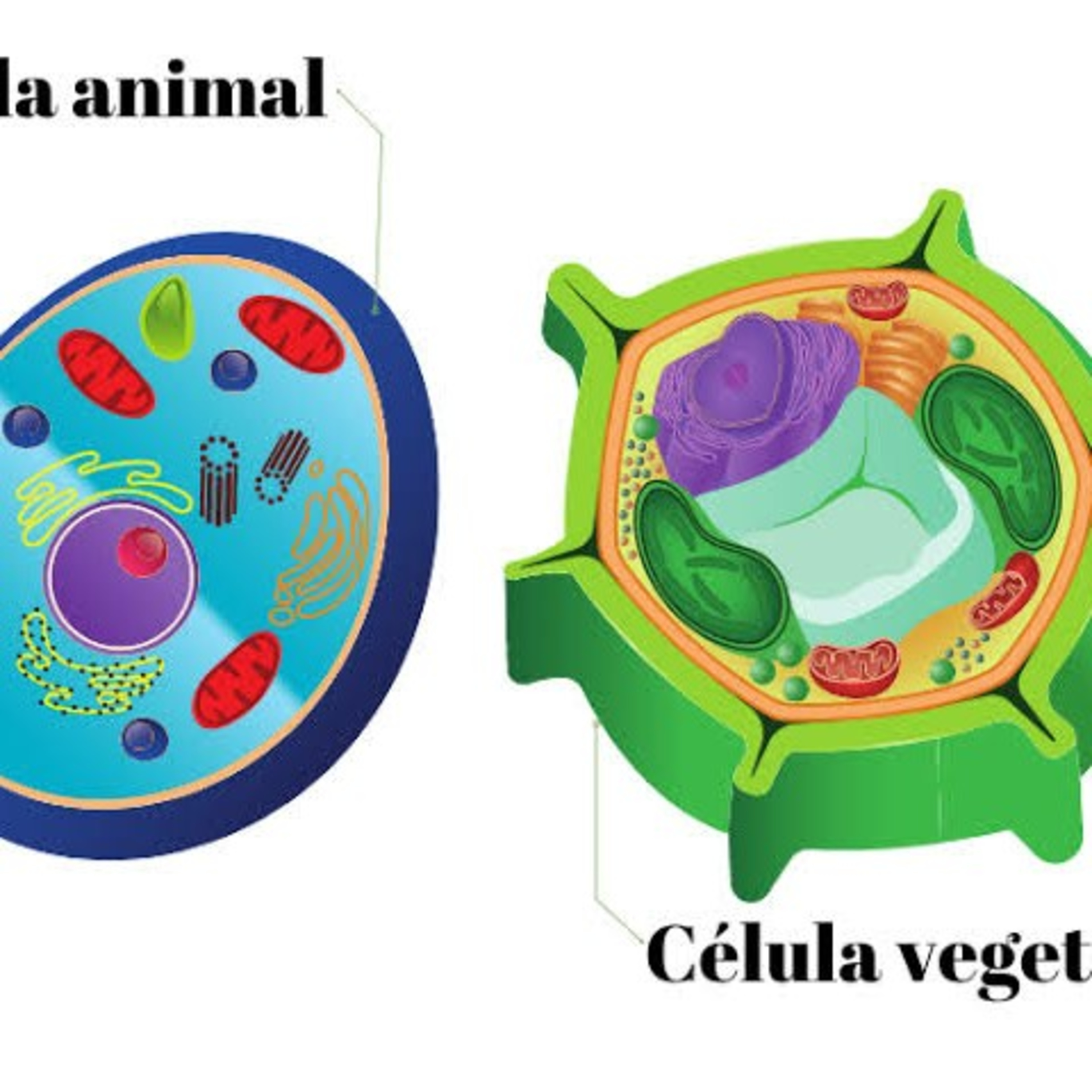 COMPOSIÇÃO QUÍMICA DA CELULA
