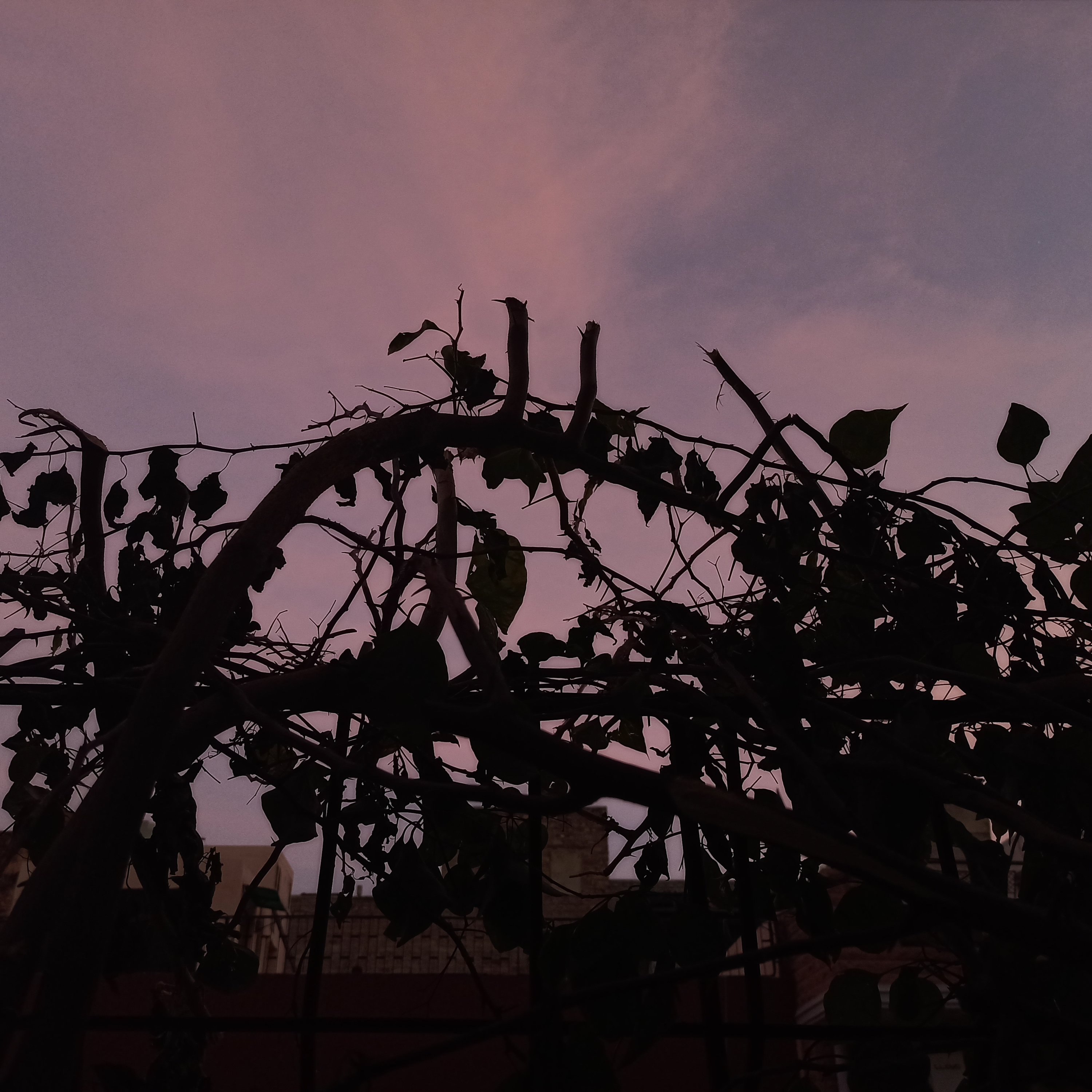 Echoing A Shadow