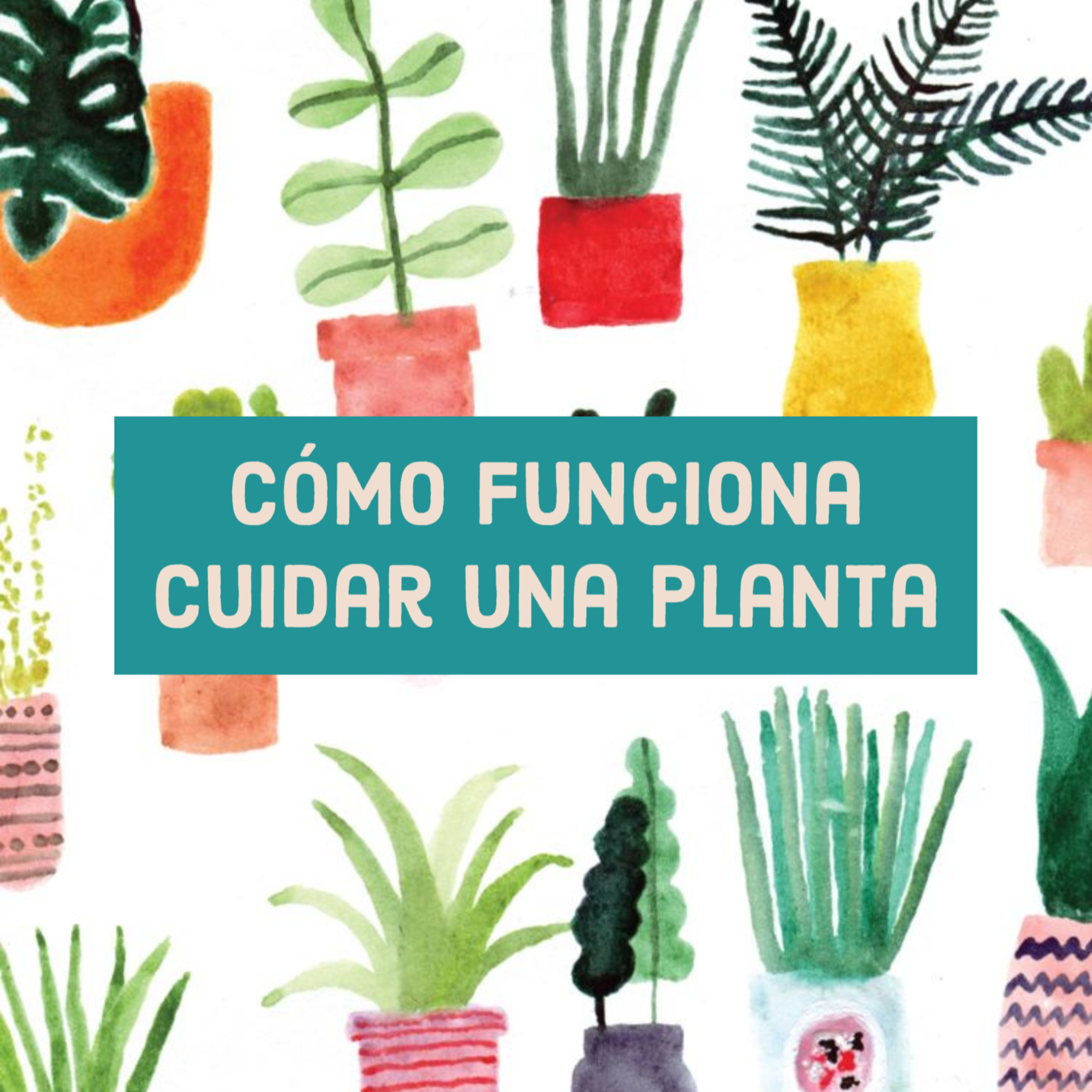 Cómo funciona cuidar una planta