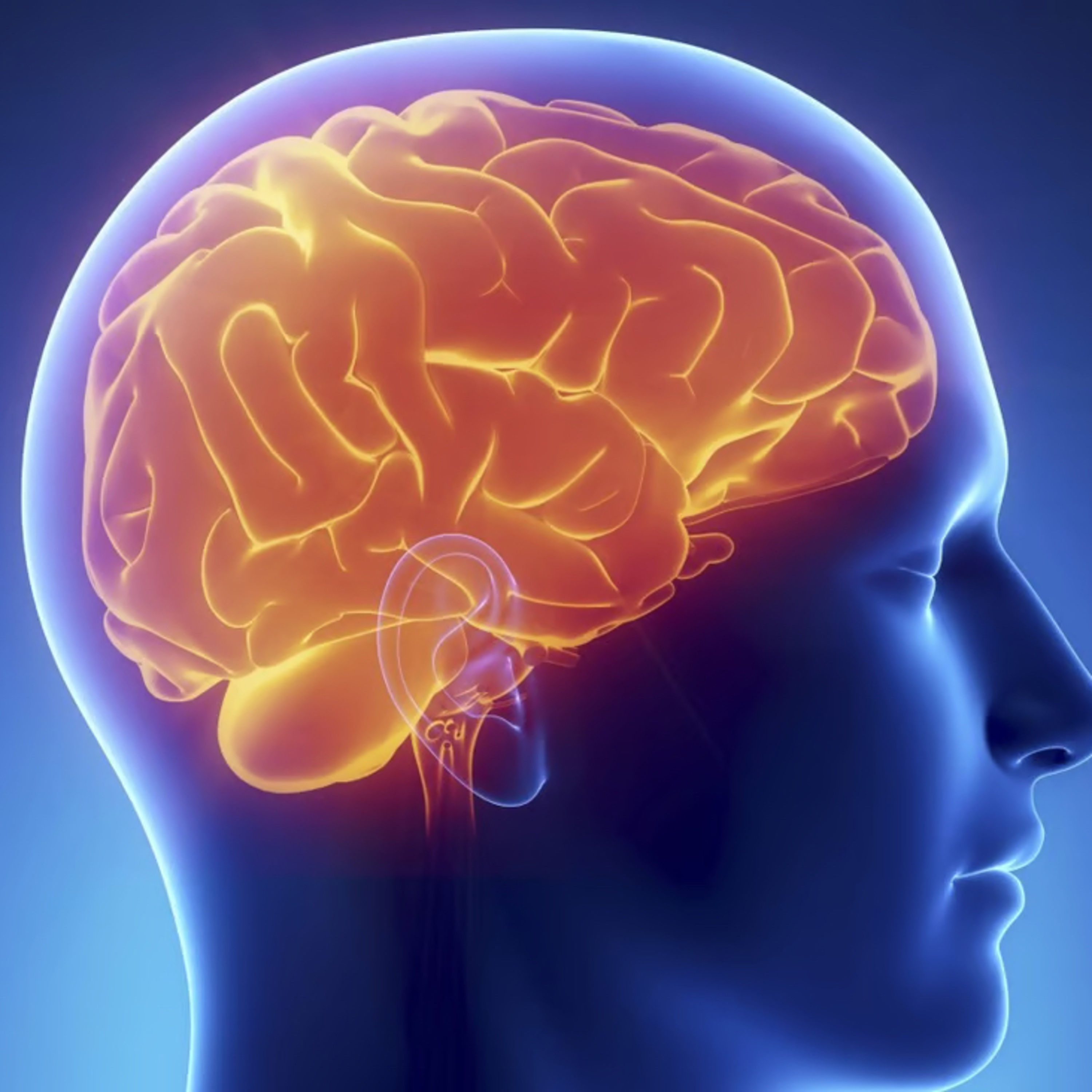 S2 Episode 25 - the brain. episode artwork