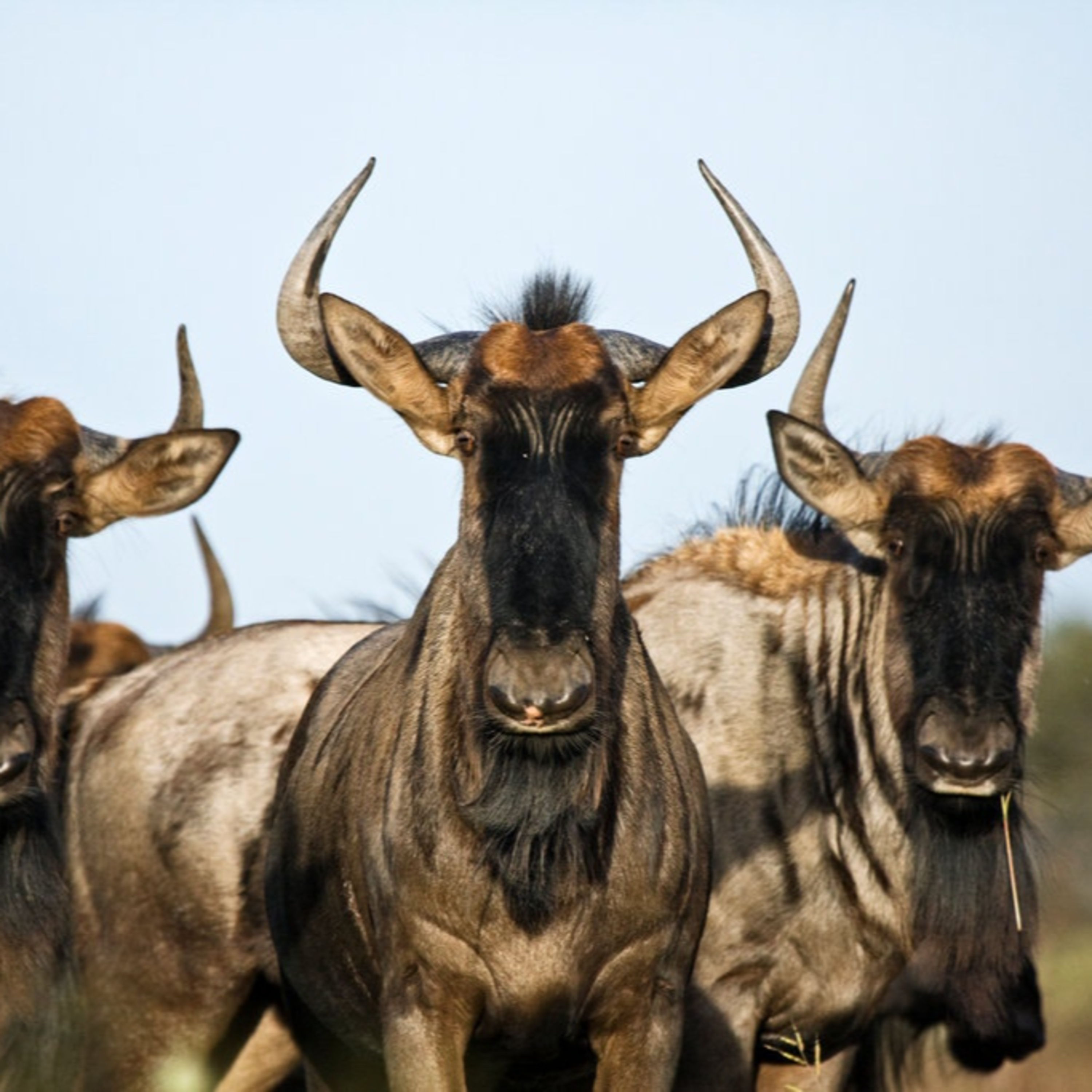 The Wildebeest Road: Let me explain myself