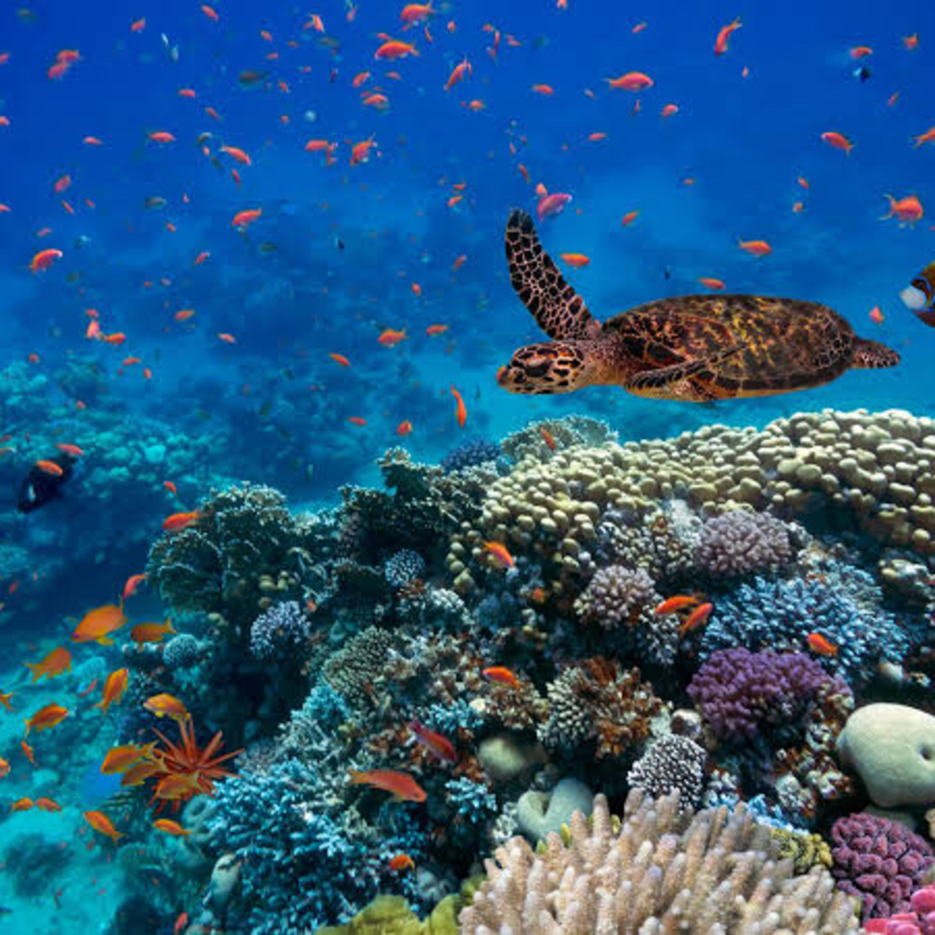 O Oceano suporta uma imensa diversidade de vida e de ecossistemas