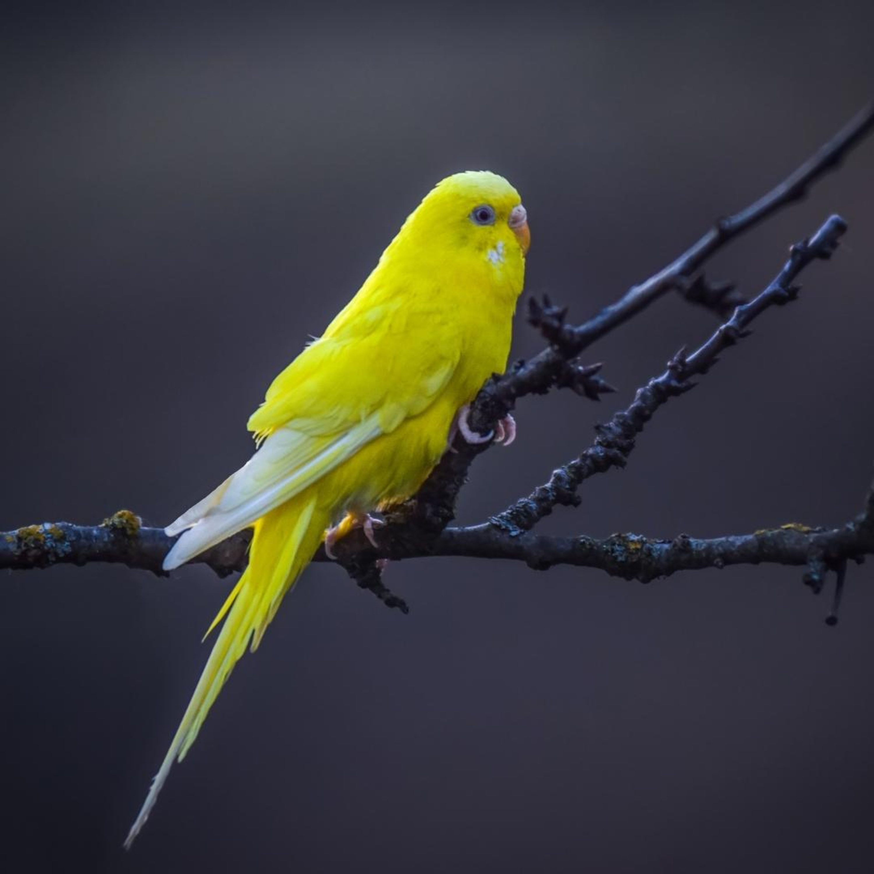 Sonidos De Pájaros En El Bosque