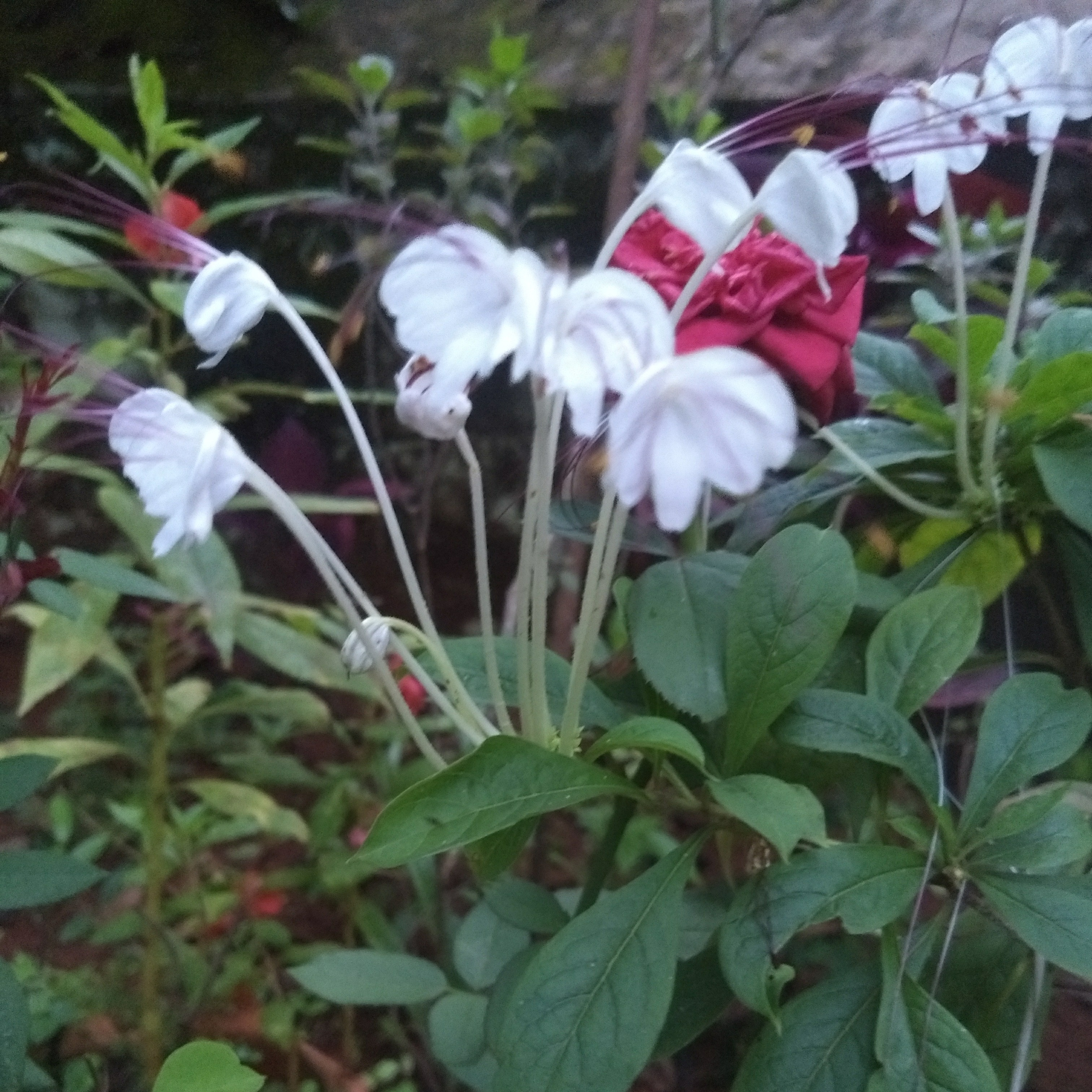 ശുഭചിന്തകൾ episode artwork