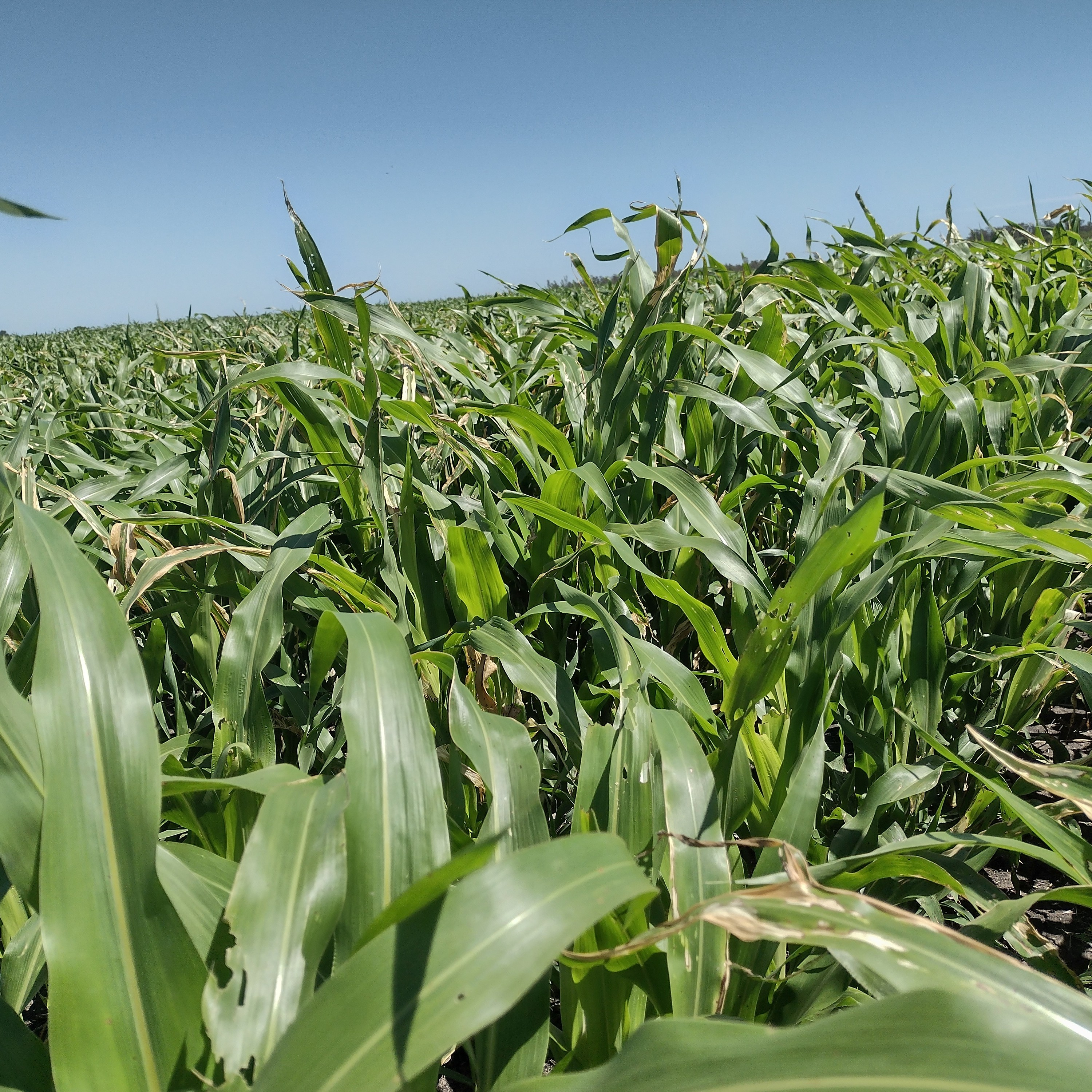 Pulgones amarillos en sorgo