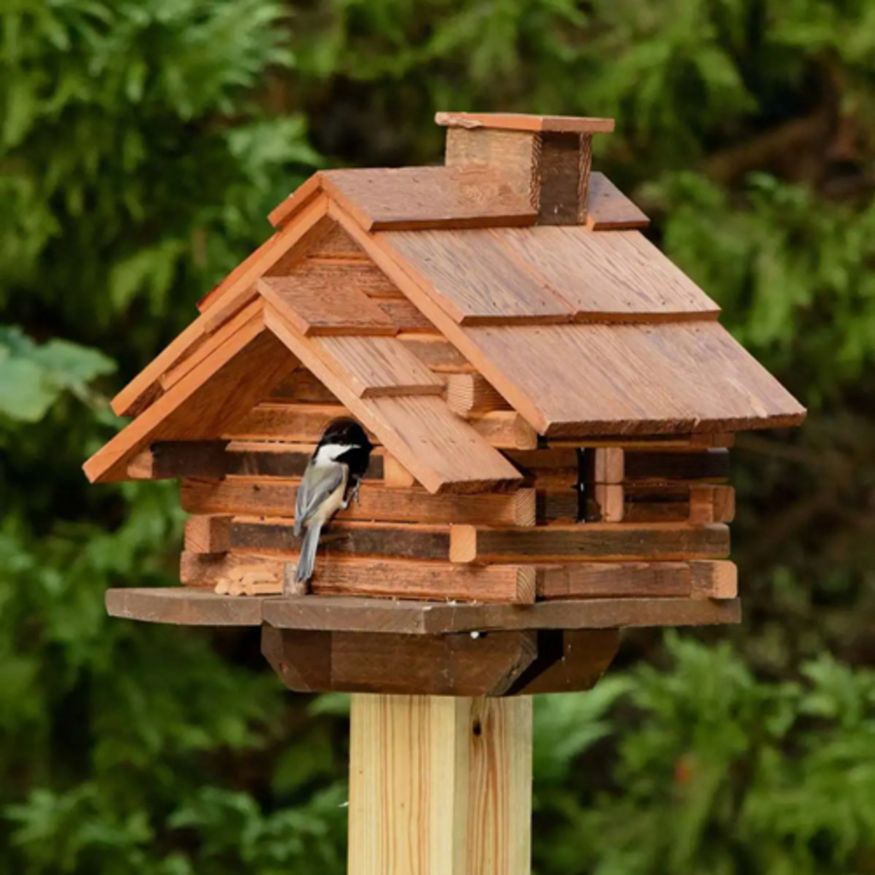 The bird house  episode artwork