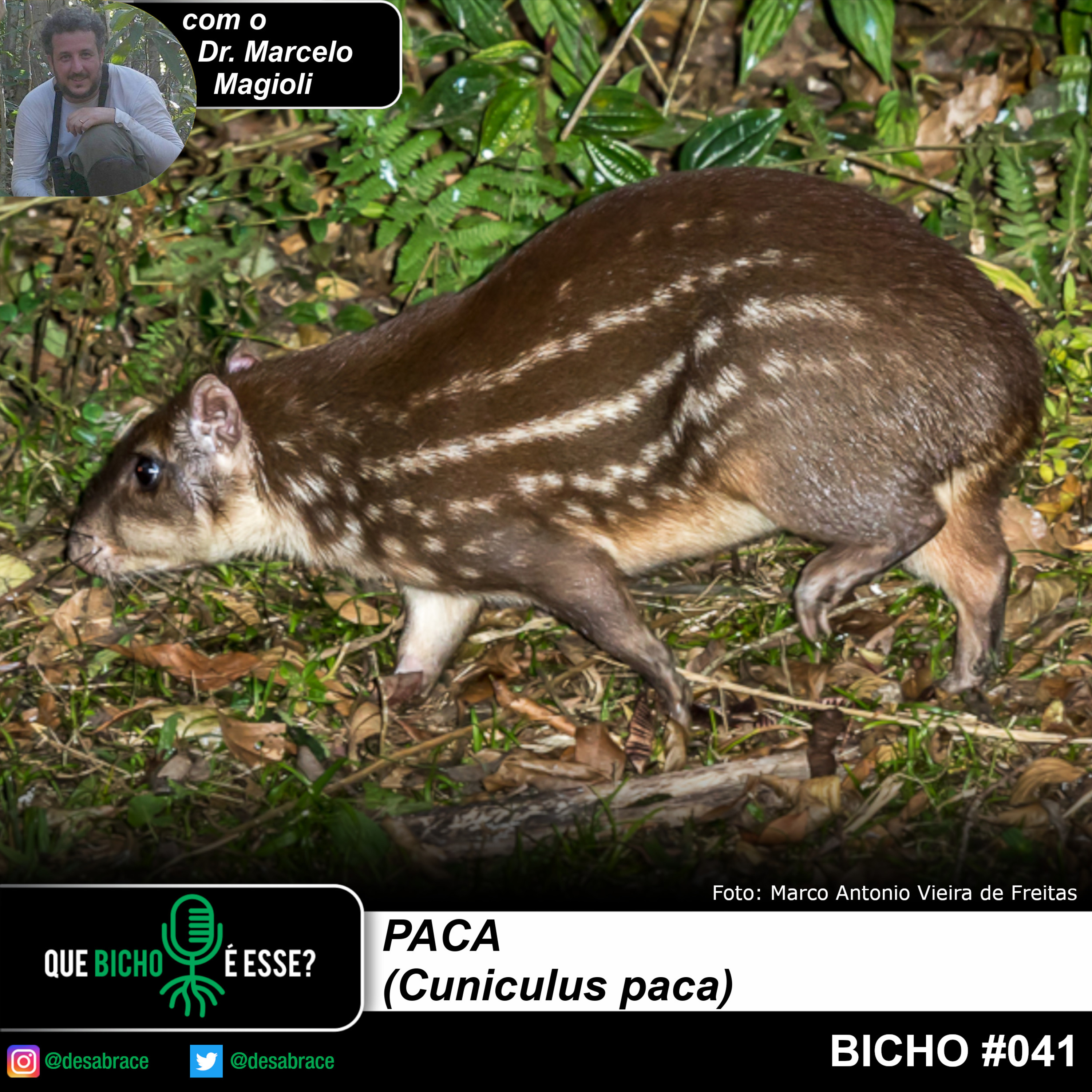 Que bicho é esse?